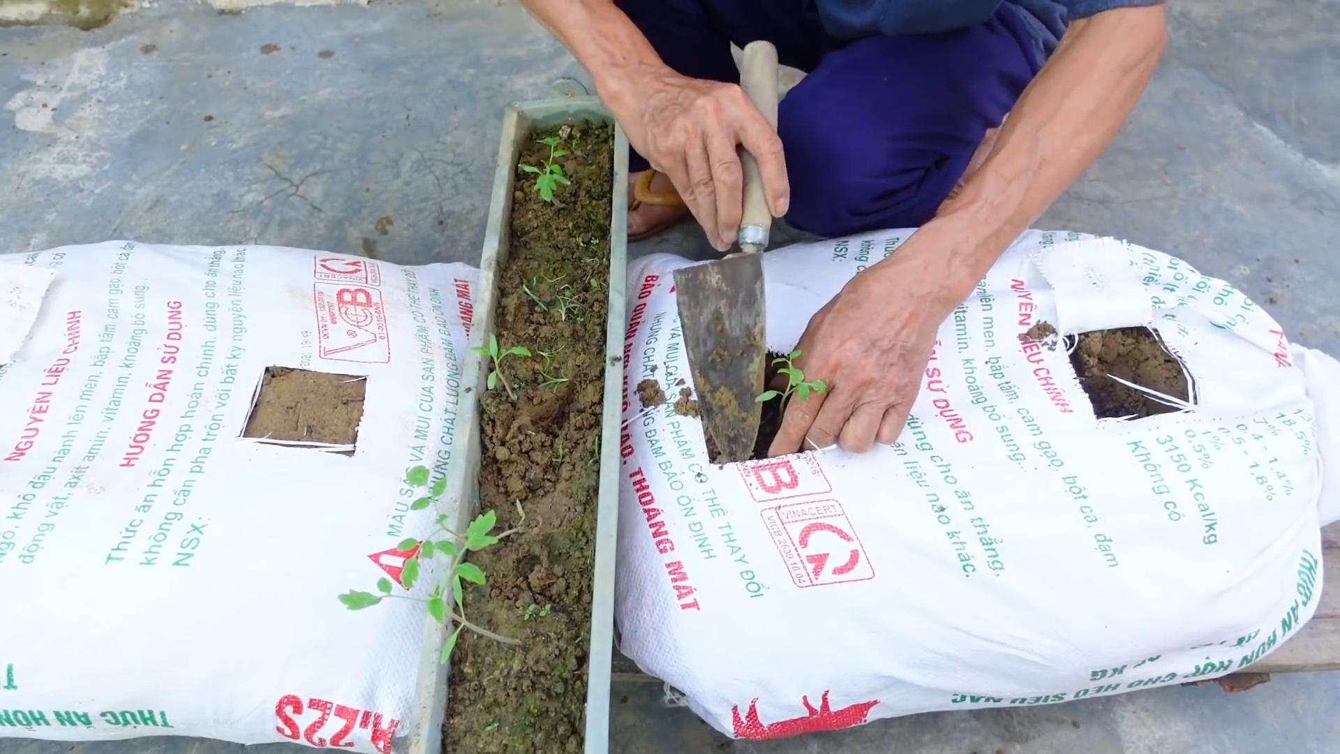 Grow Juicy Tomatoes at Home