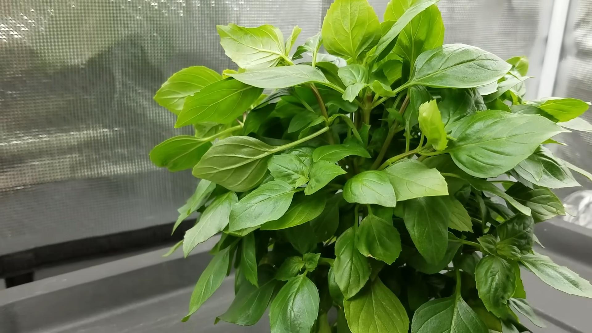 Basil Growing Tips