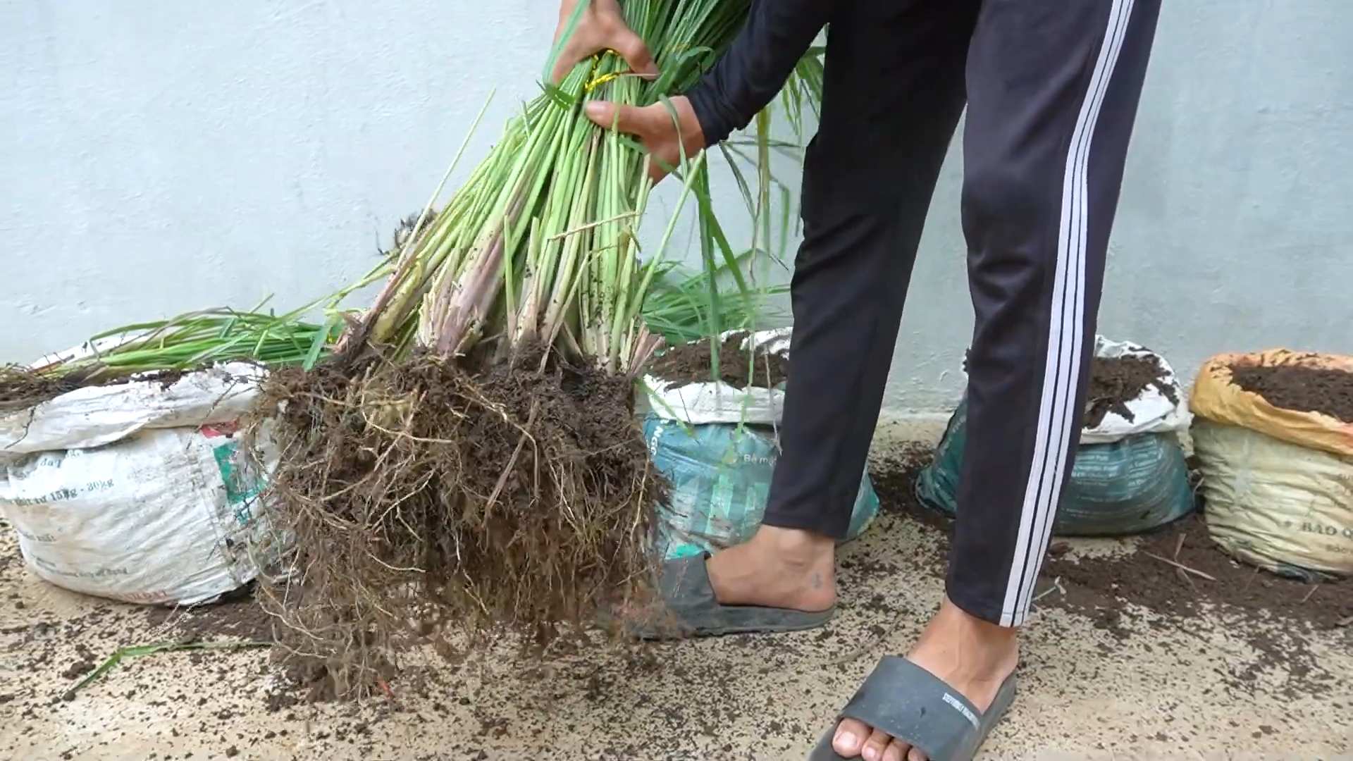 Lemongrass health benefits and uses