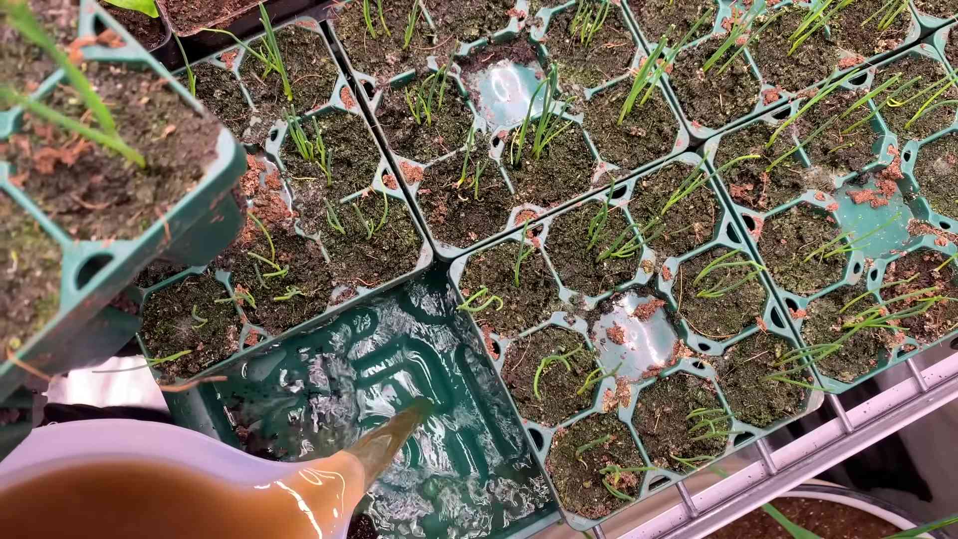 Regrow green onions