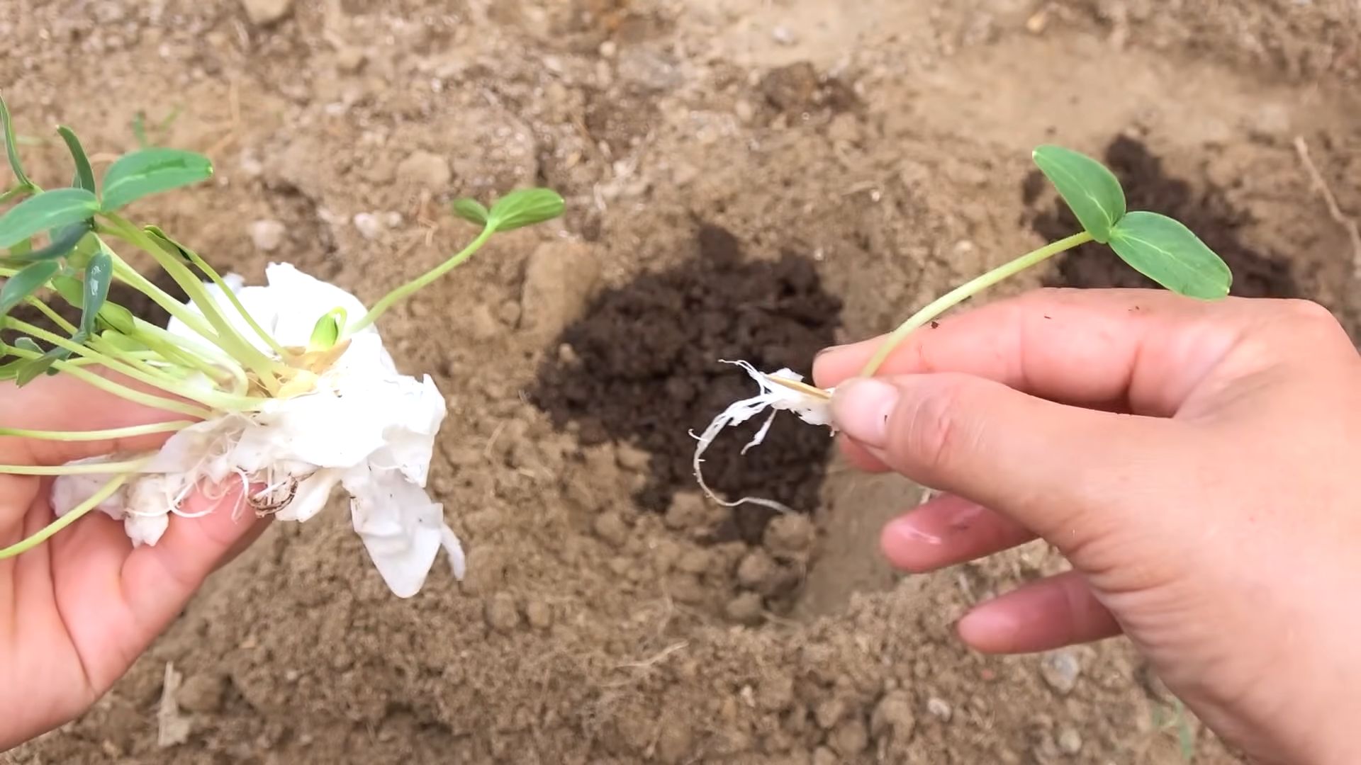 Grow cucumbers easily