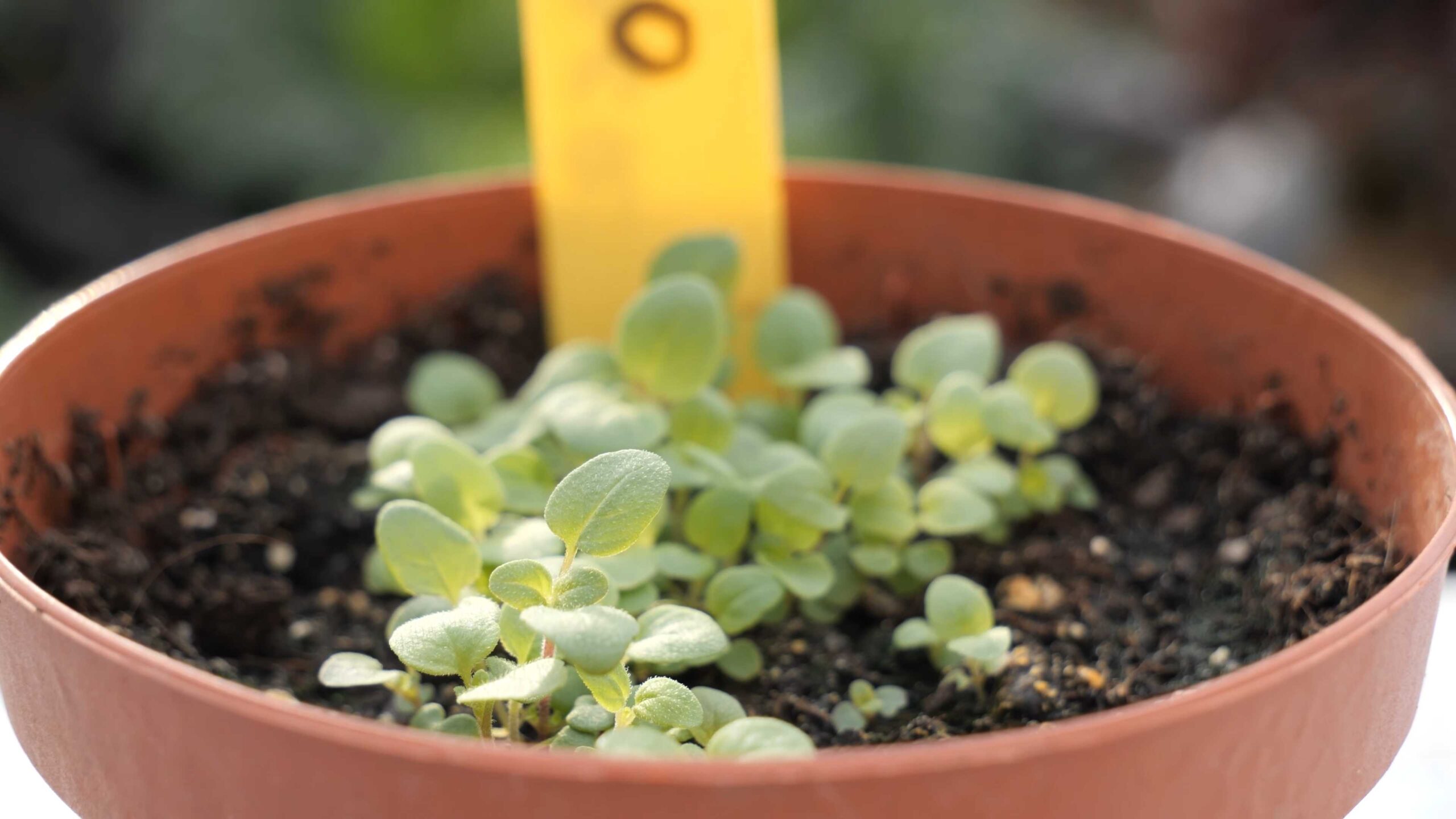 Growing Oregano for Beginners