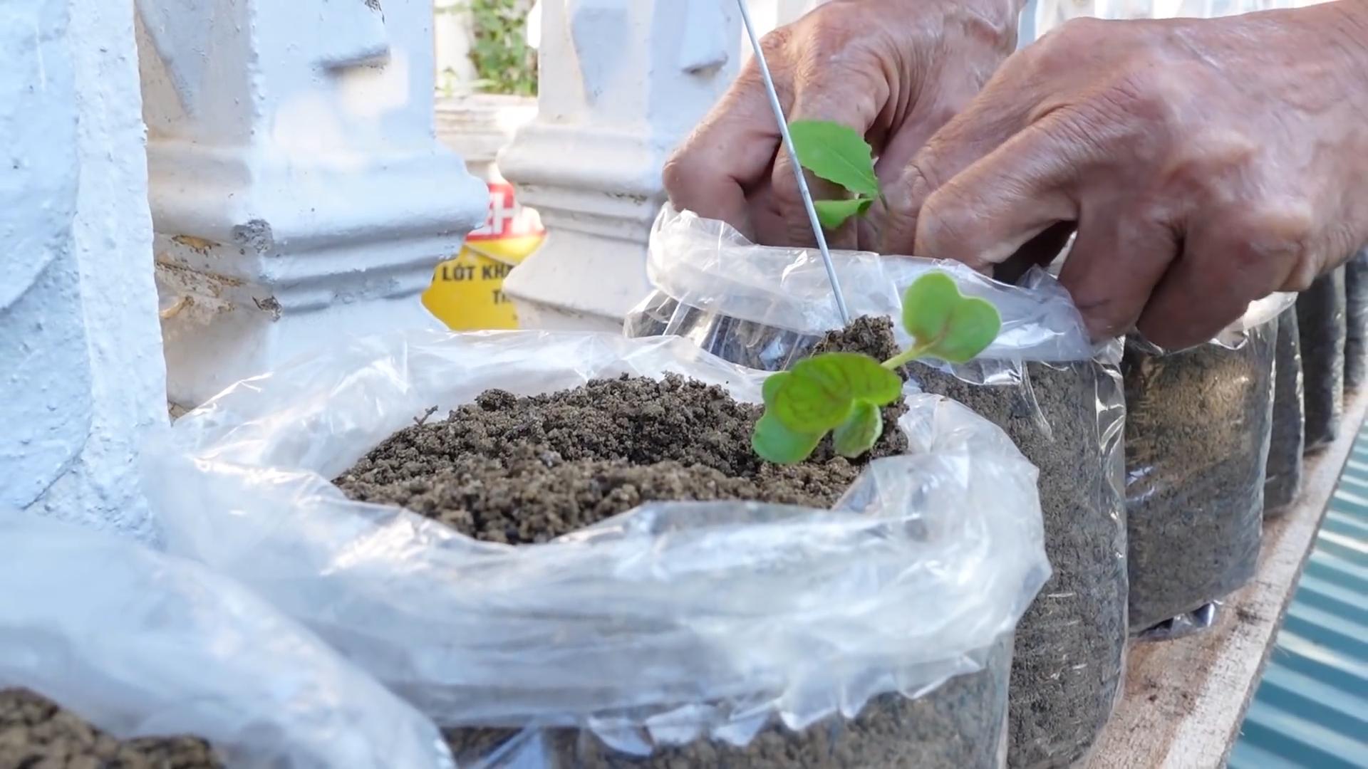 Grow Your Own Mustard