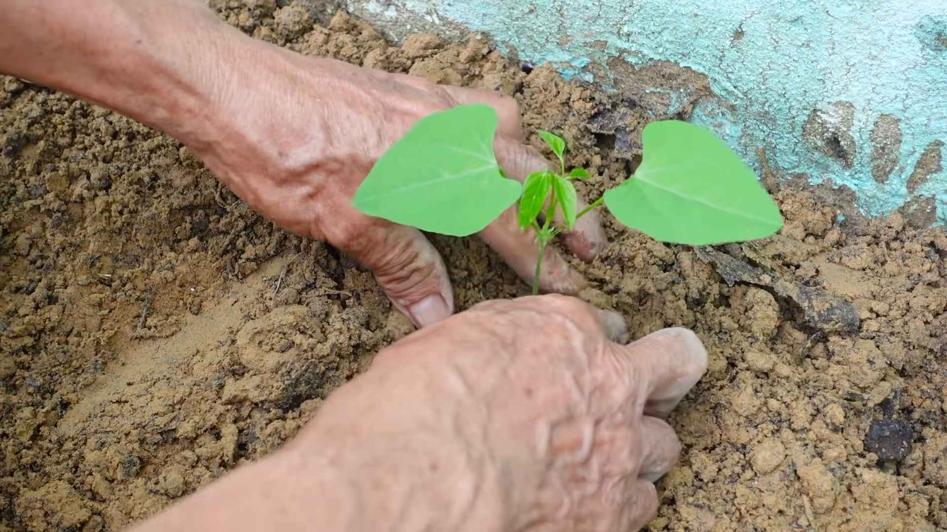 Growing Dragon Beans