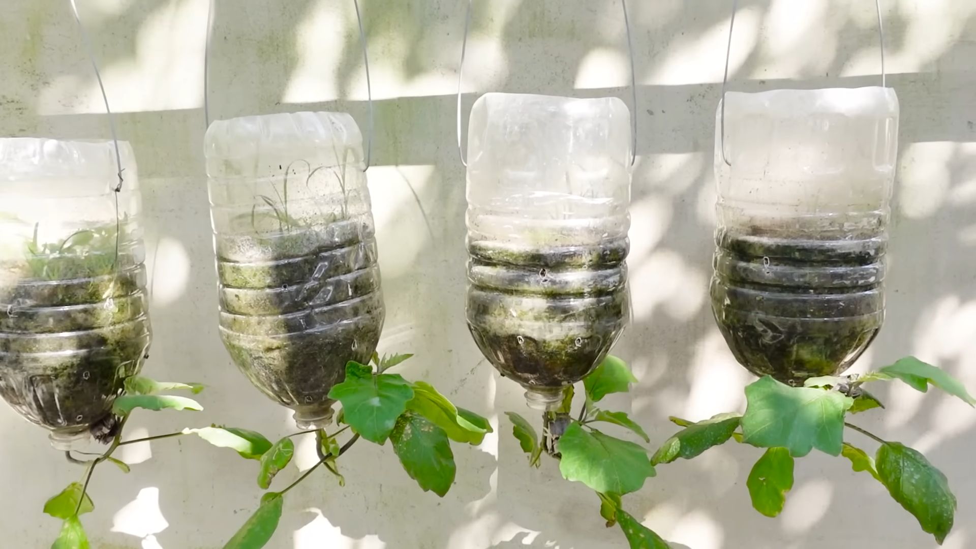 Growing Eggplants DIY Garden