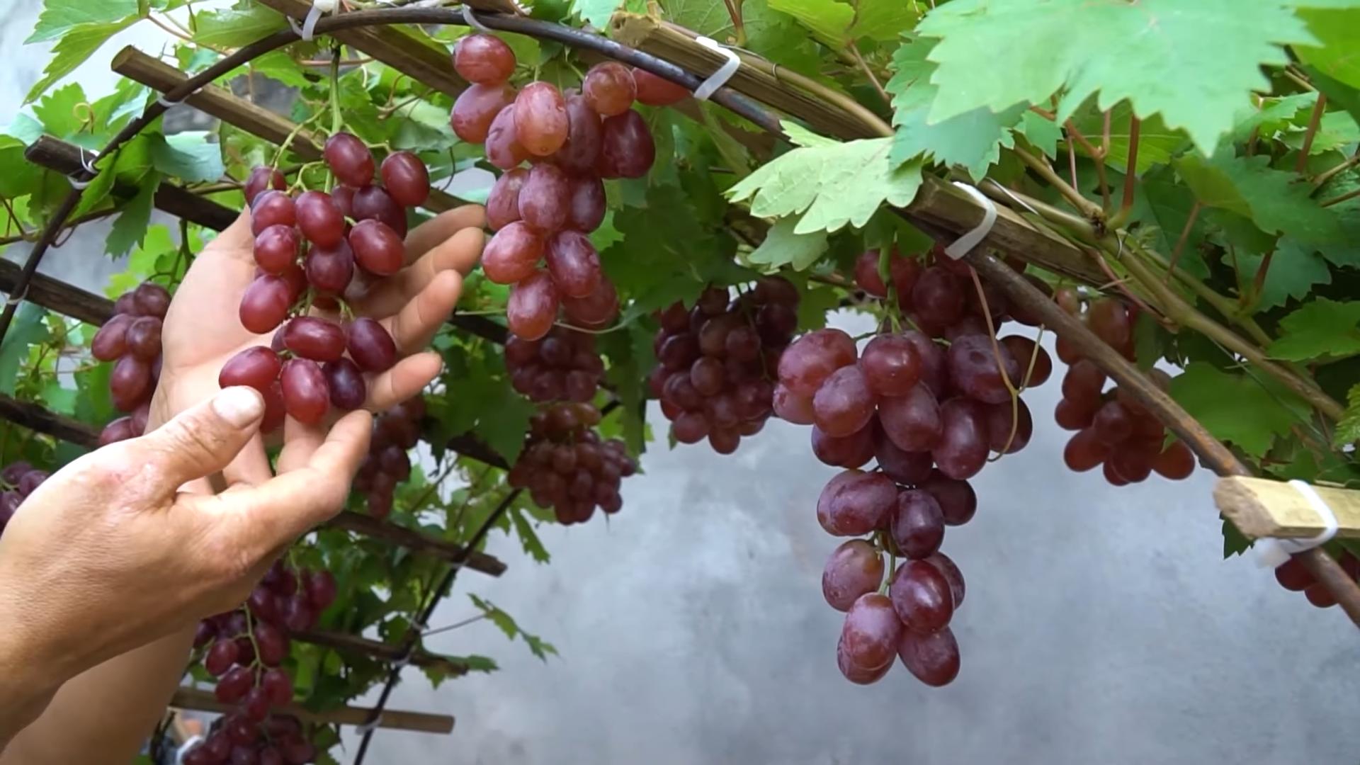 Grow Grapes Backyard Easy