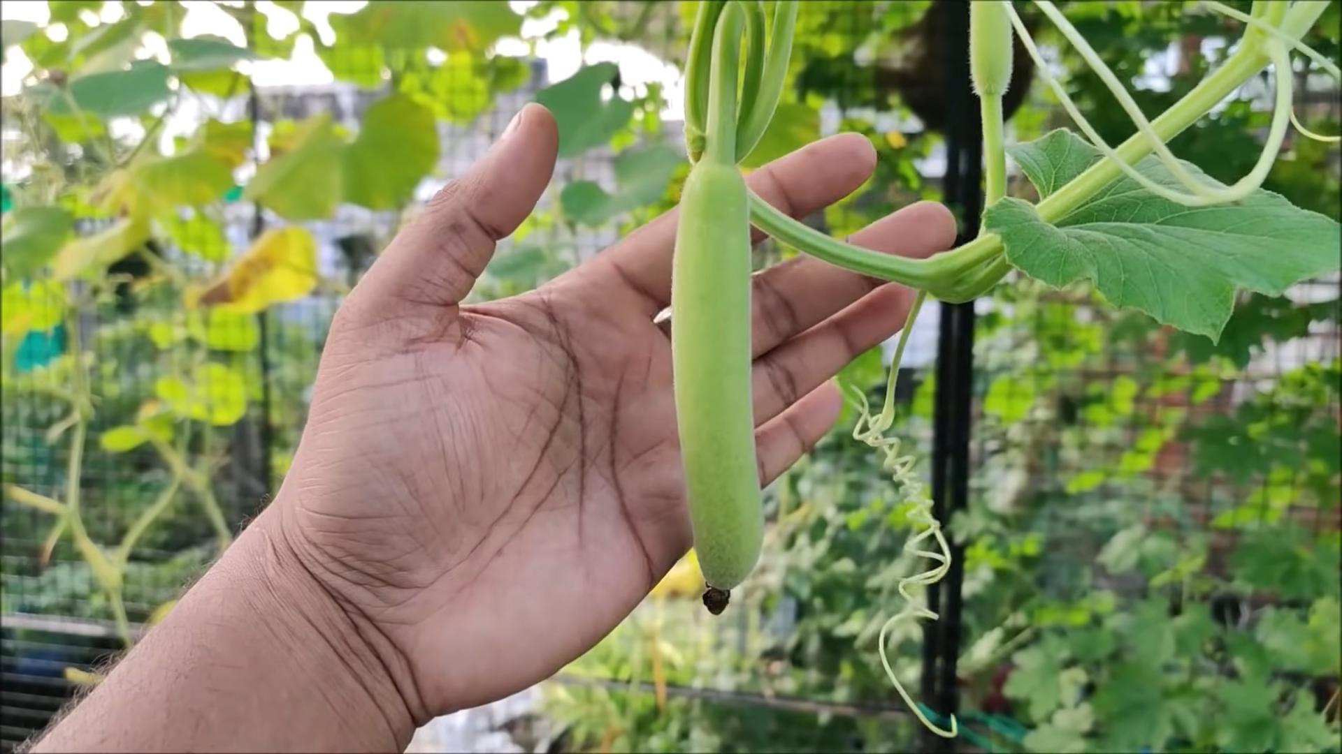 Growing Gourds at Home