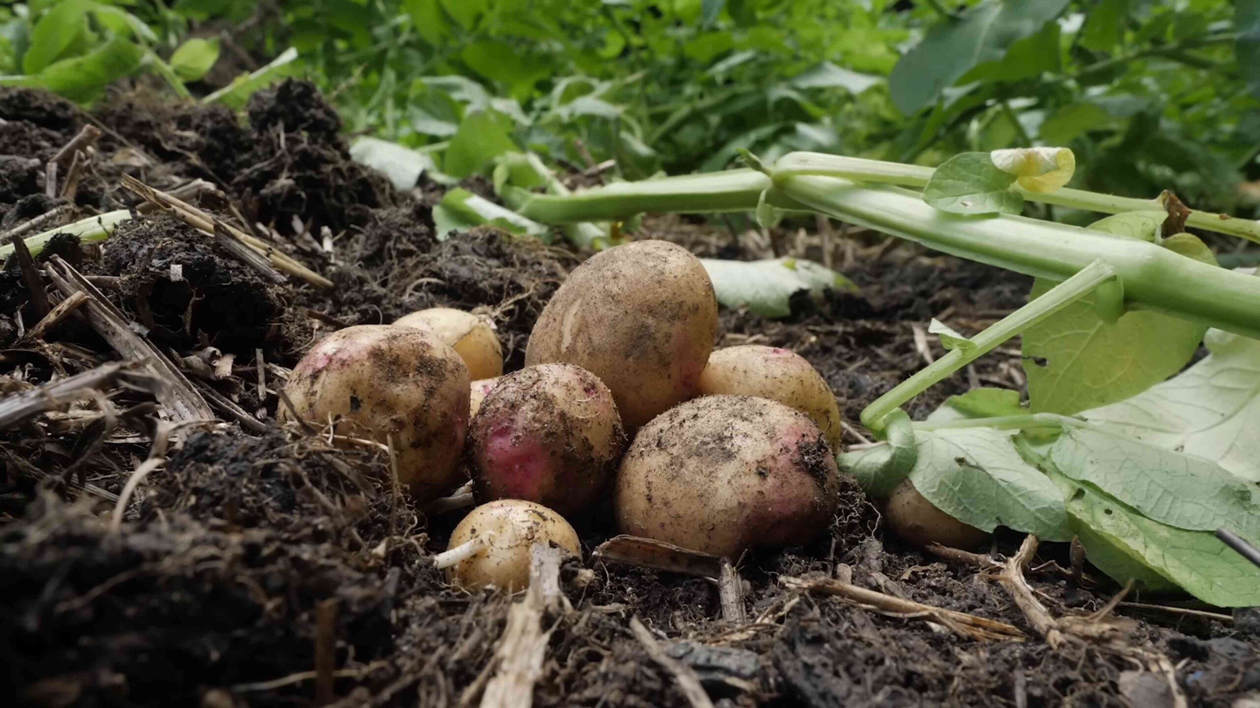 Grow Potatoes Backyard