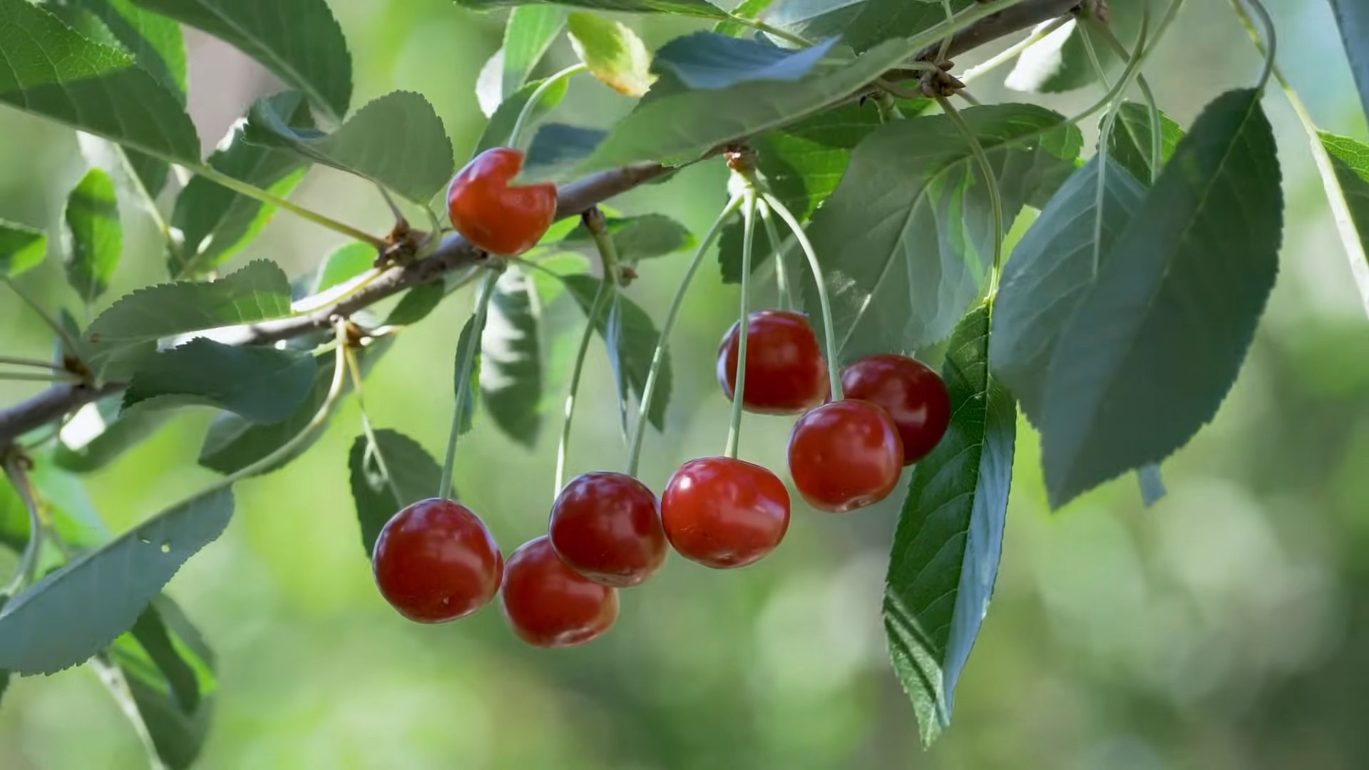 Growing Cherry Trees Backyard