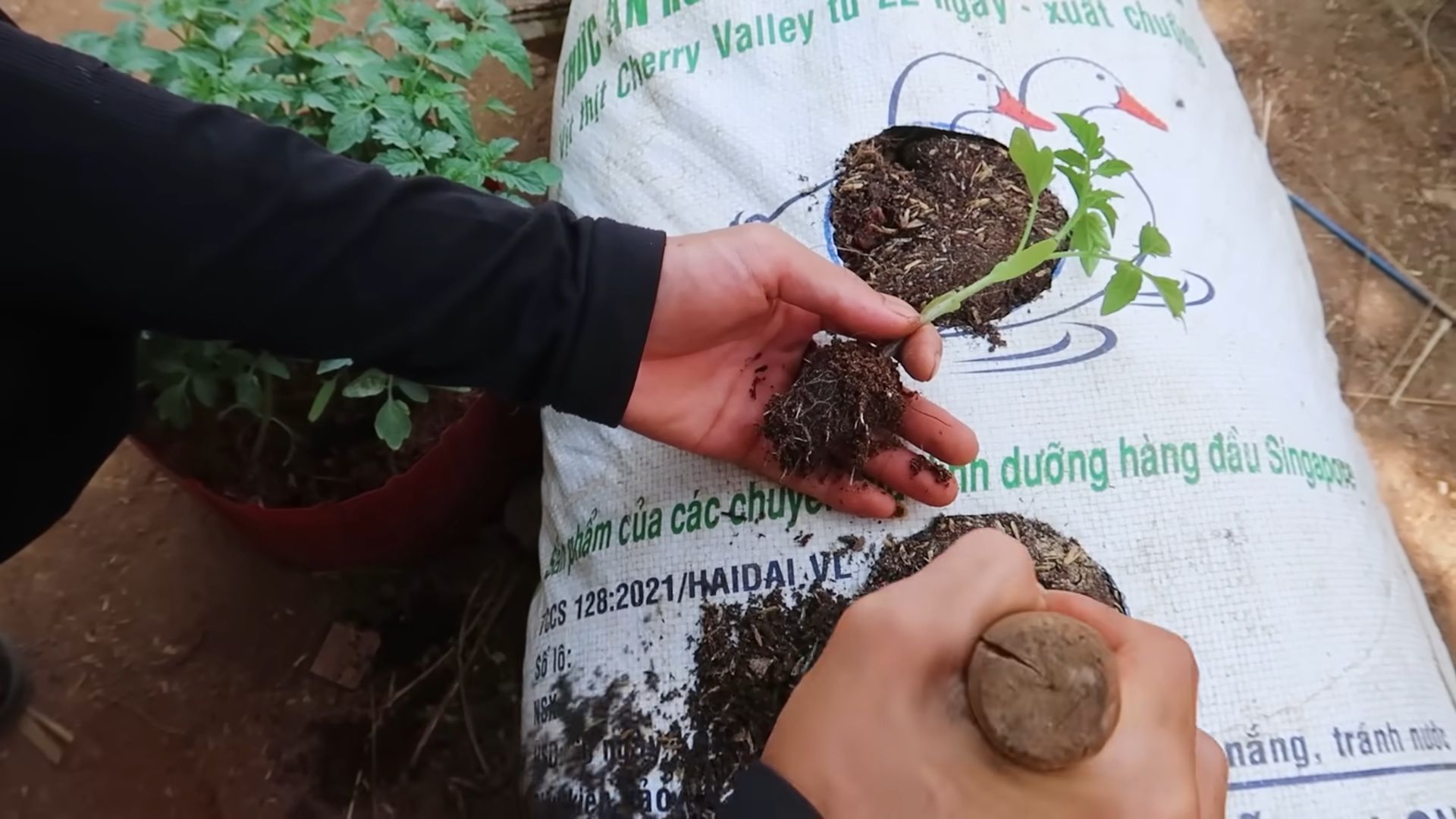 Growing Tomatoes DIY Guide
