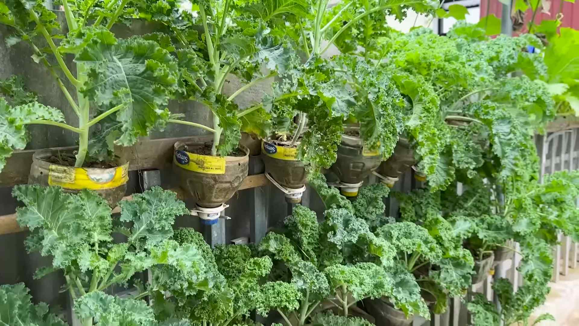 Grow Kale Benefits