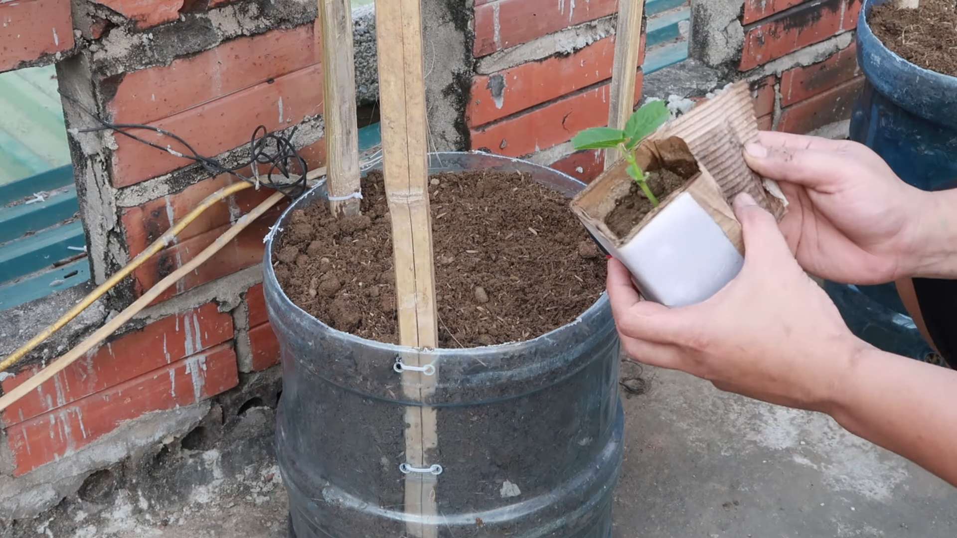 Grow Bitter Melon Home