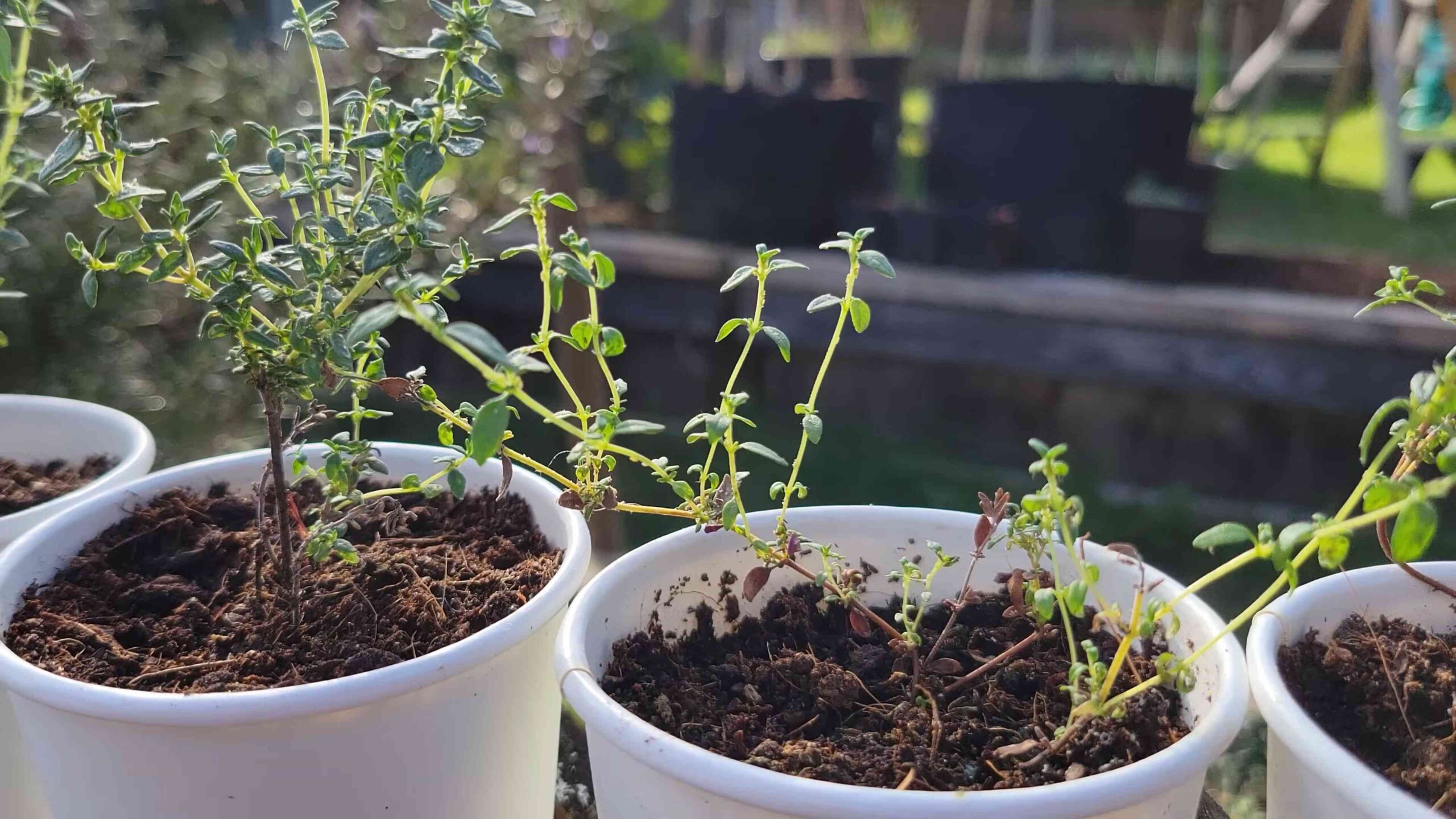 Grow Thyme in a Pot