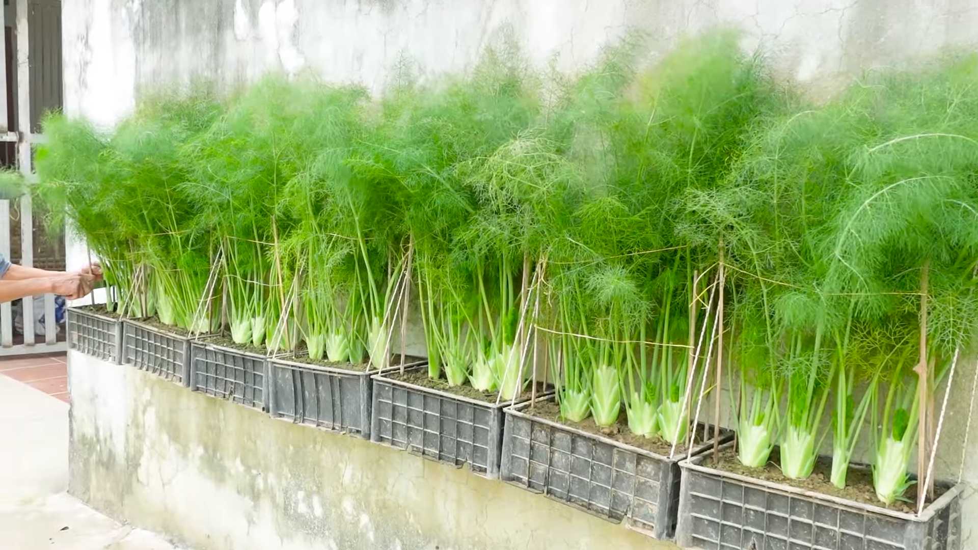 Grow Dill Indoors