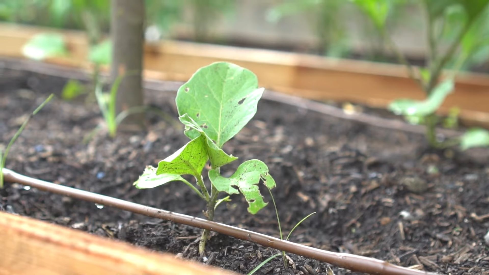 Grow Eggplants Backyard