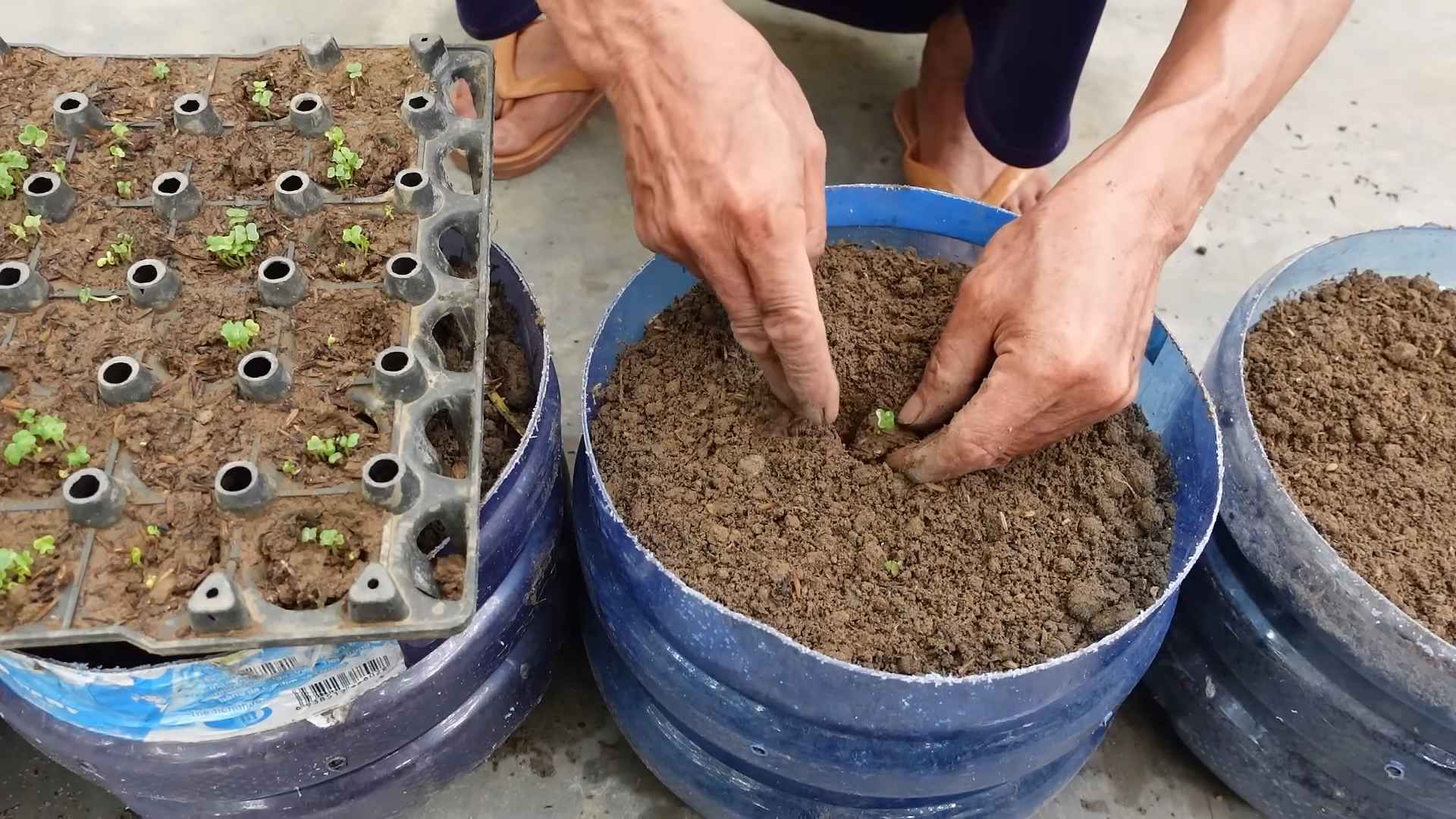 Growing Napa Cabbage