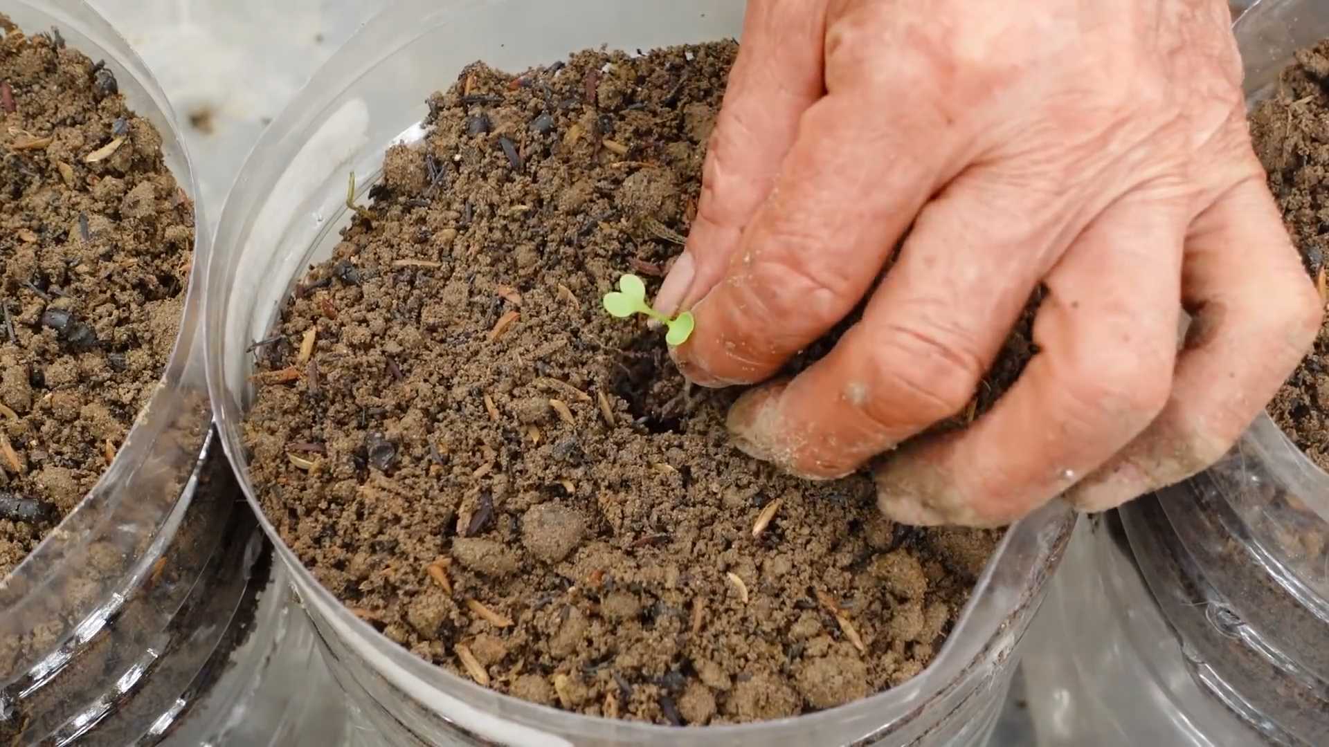 Growing Kale at Home