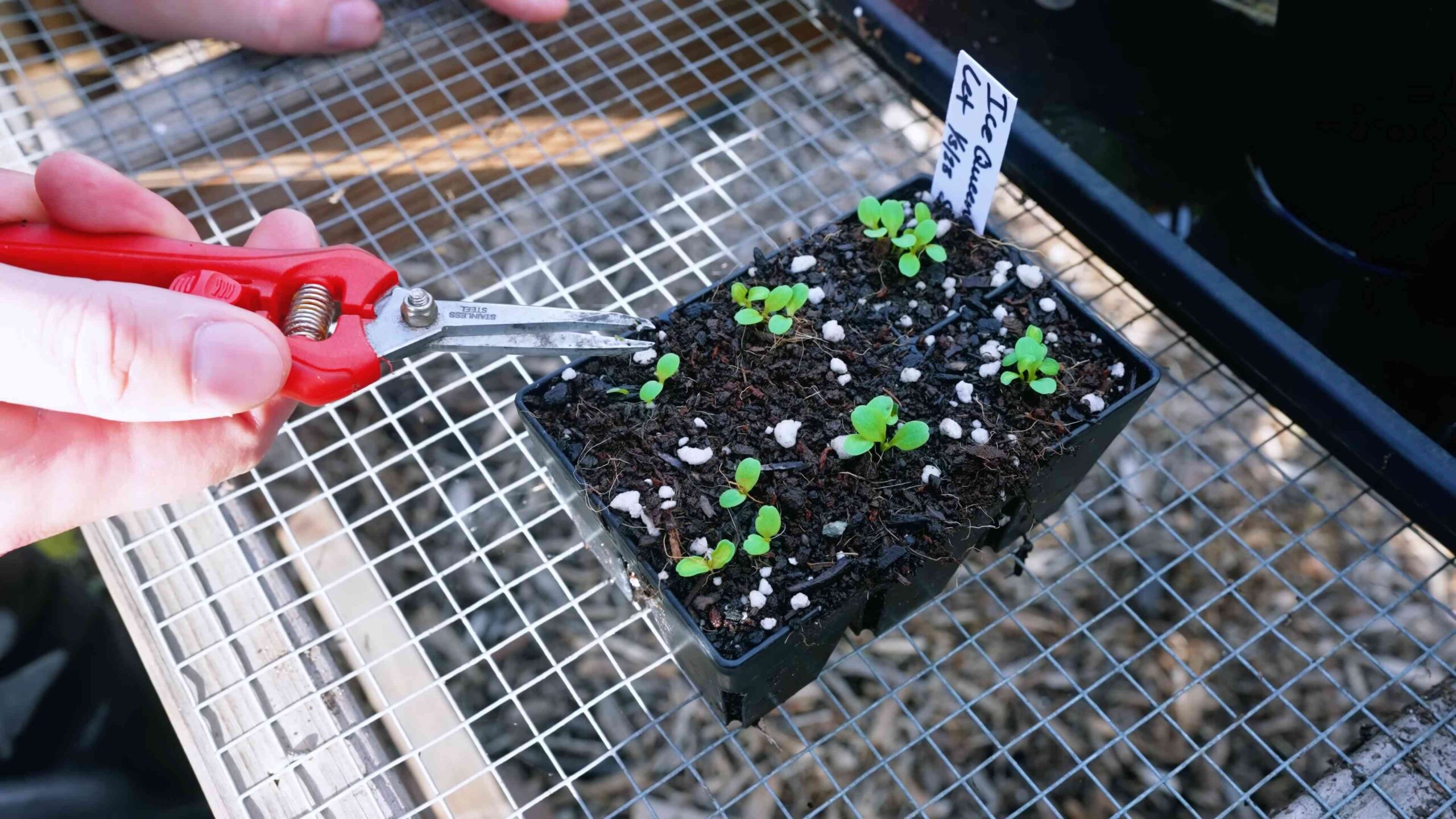 Lazy Gardener Lettuce