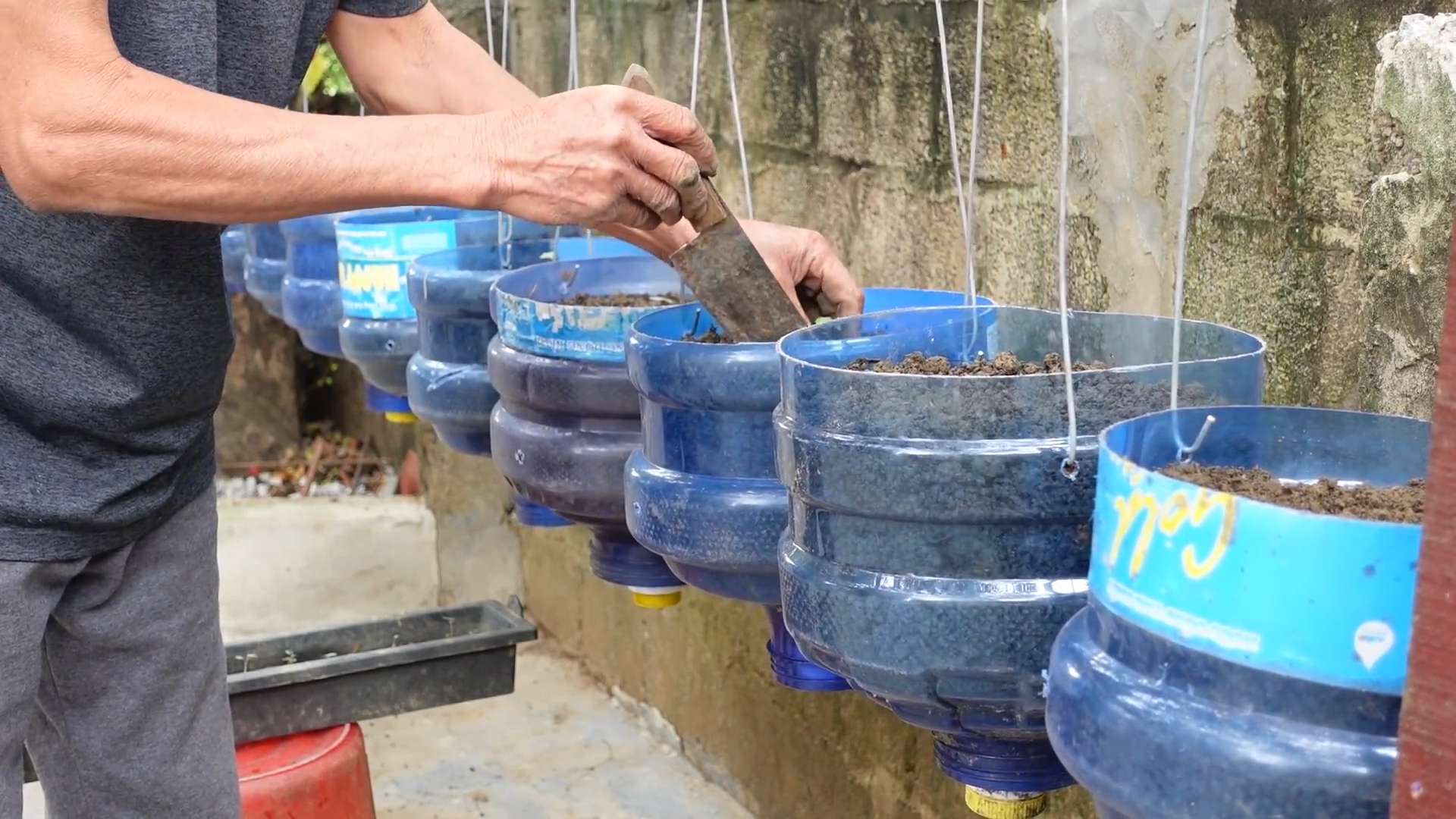 Growing Cabbage in Containers