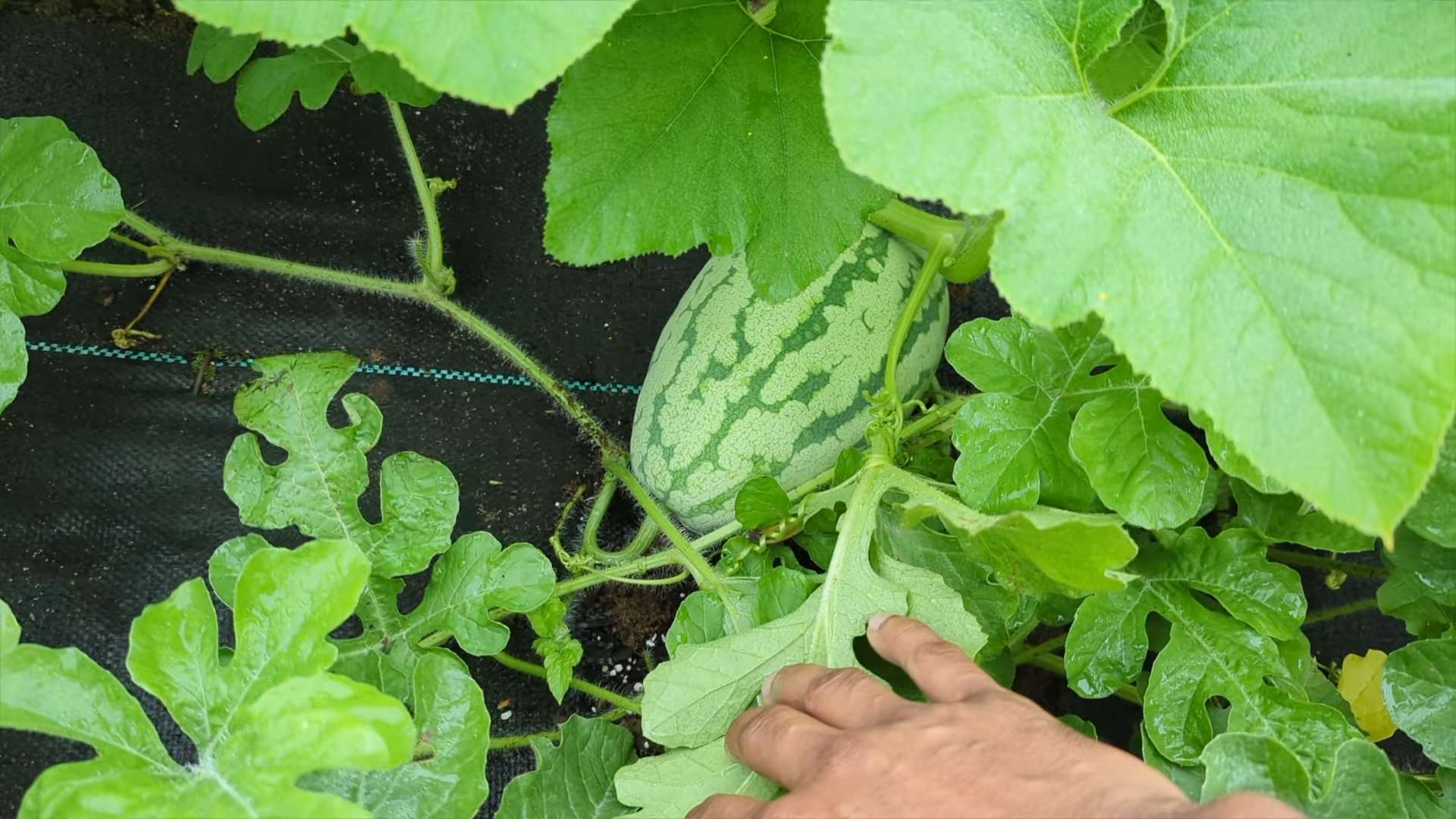 Grow Watermelons at Home