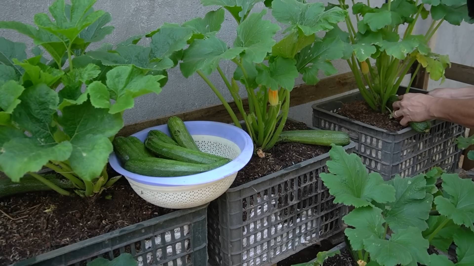 Zucchini Gardening Tips