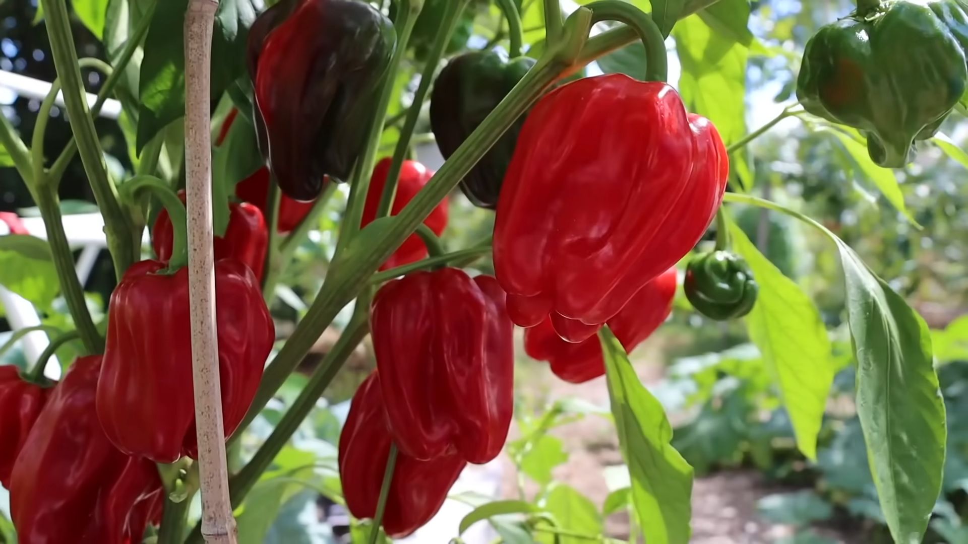 Growing Peppers Backyard Garden