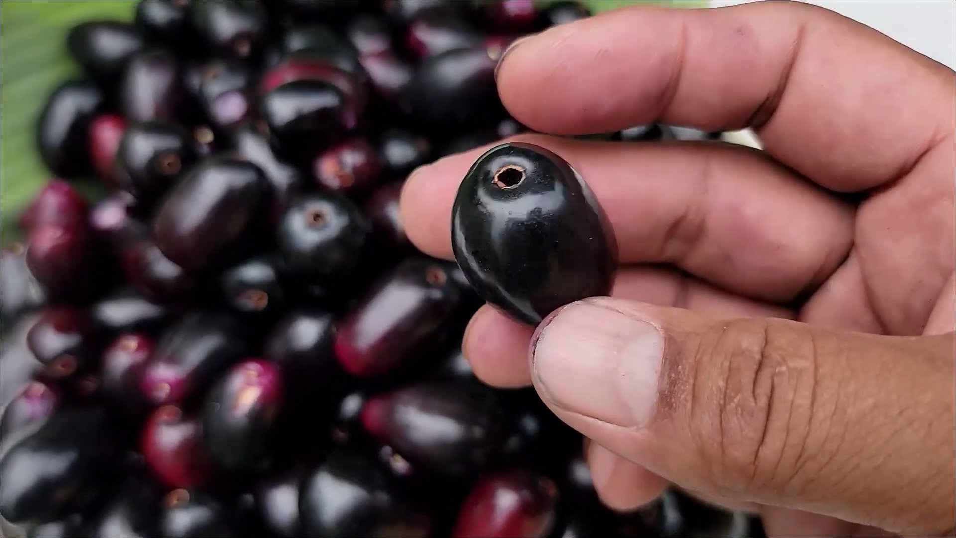 Grow Java Plum at Home