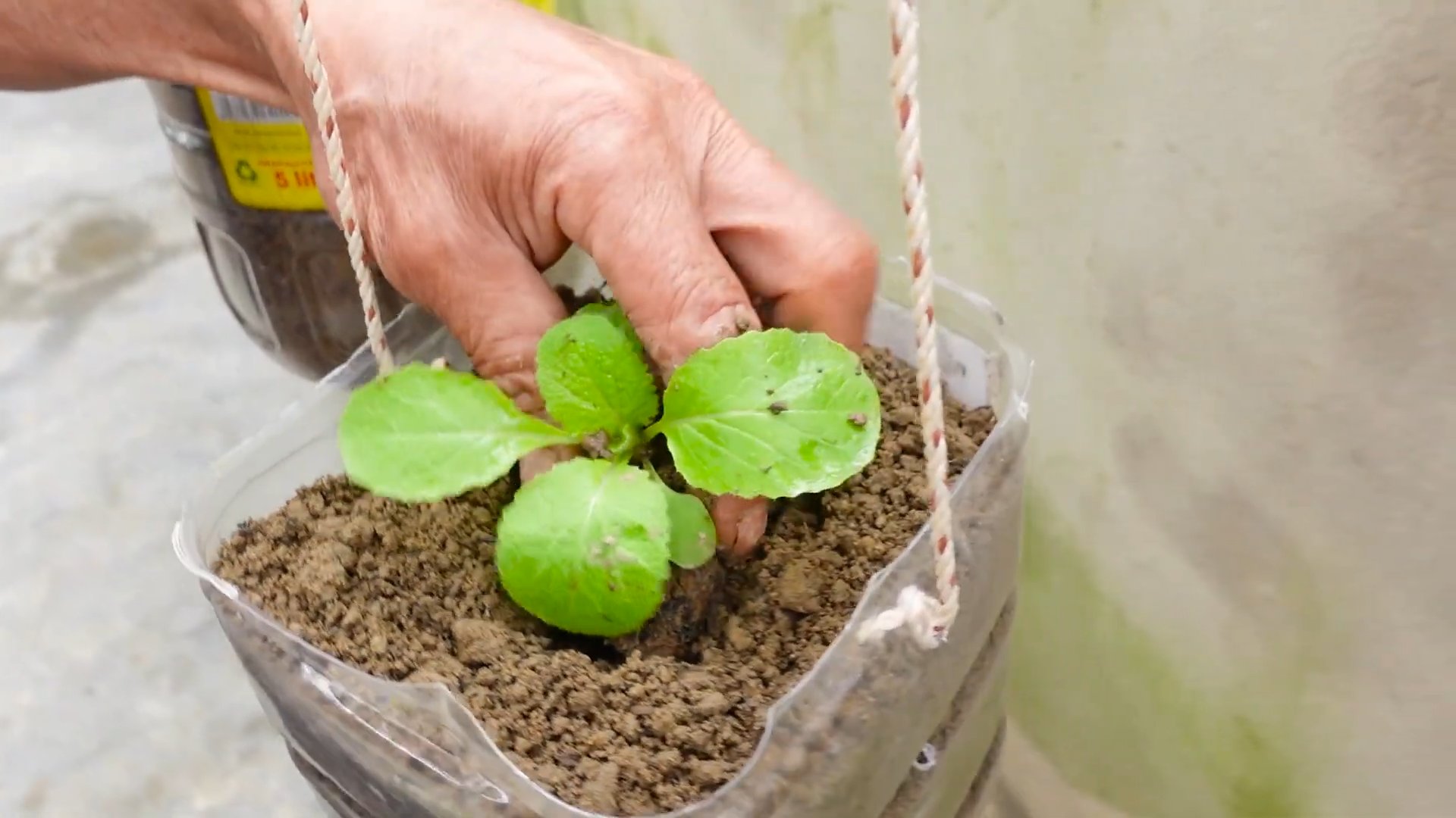 Grow Napa Cabbage at Home