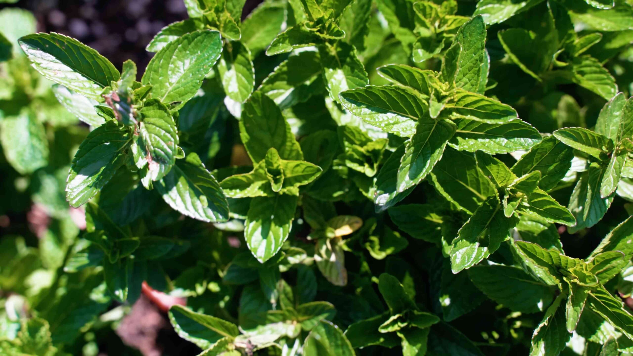 Grow Mint at Home