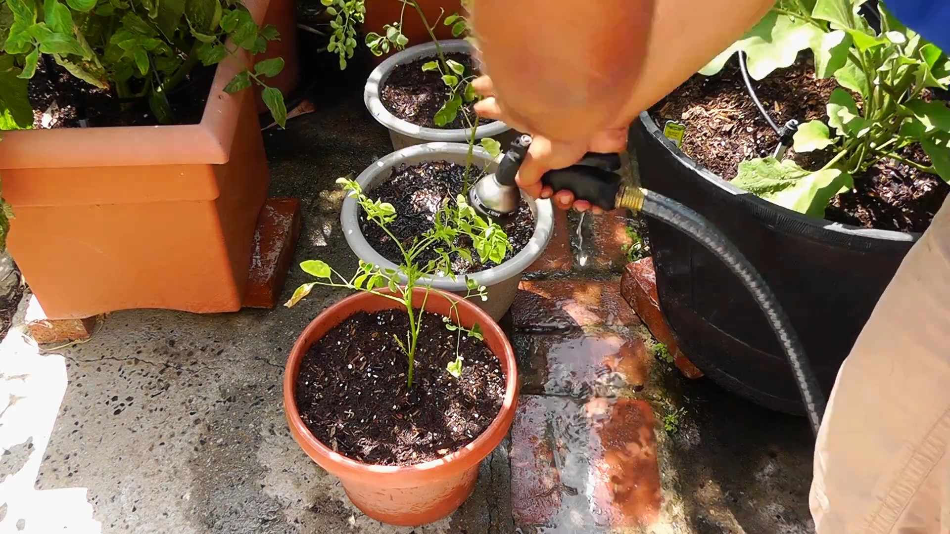 Malunggay Backyard Tree Benefits