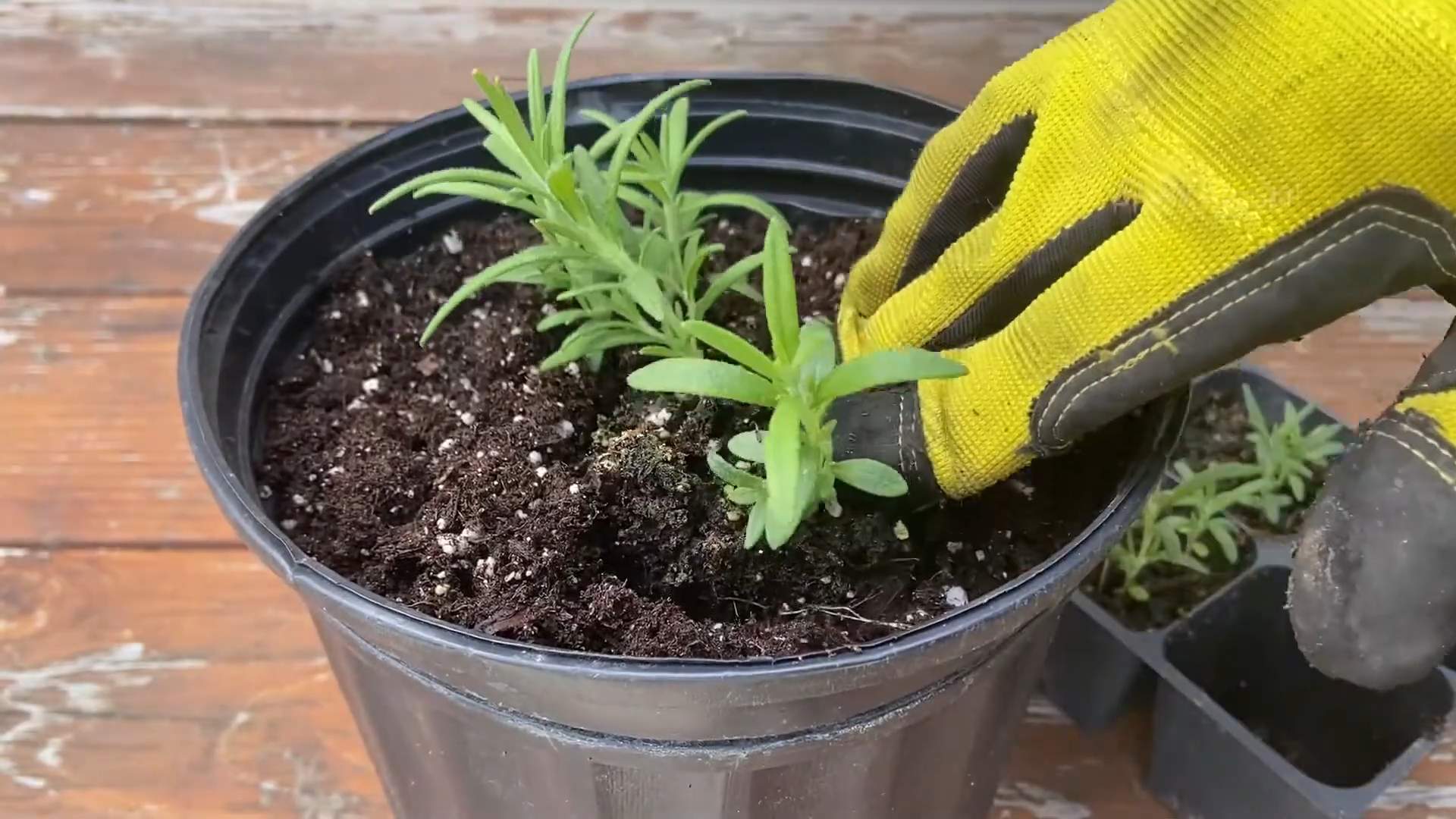 Kitchen Window Rosemary