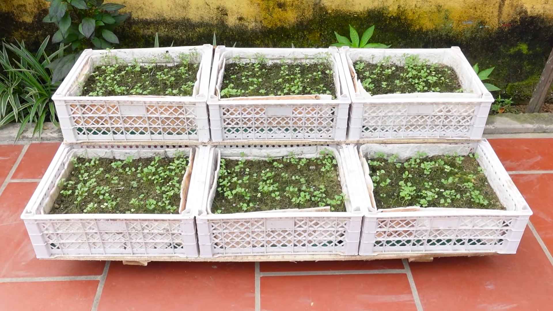 Grow Chinese Cabbage