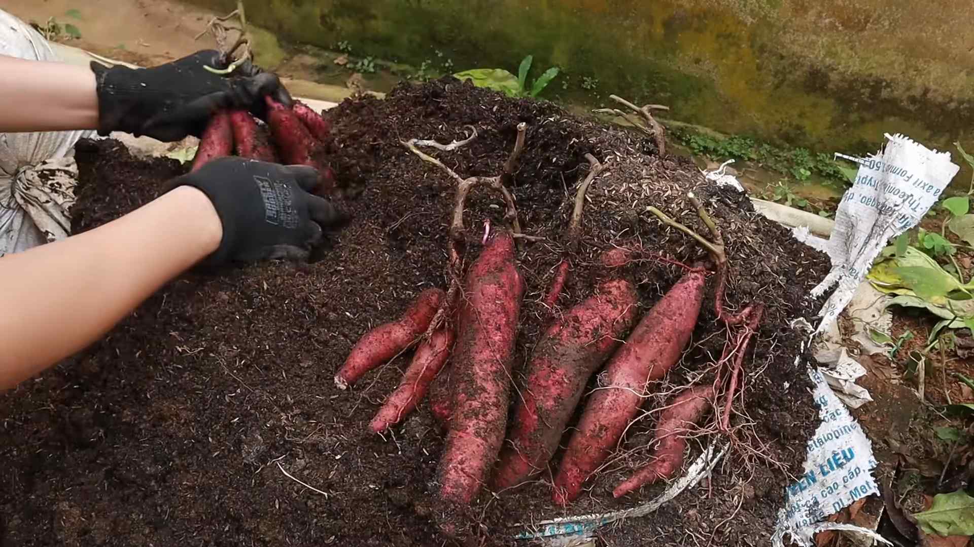 Sweet Potato Greens Growing