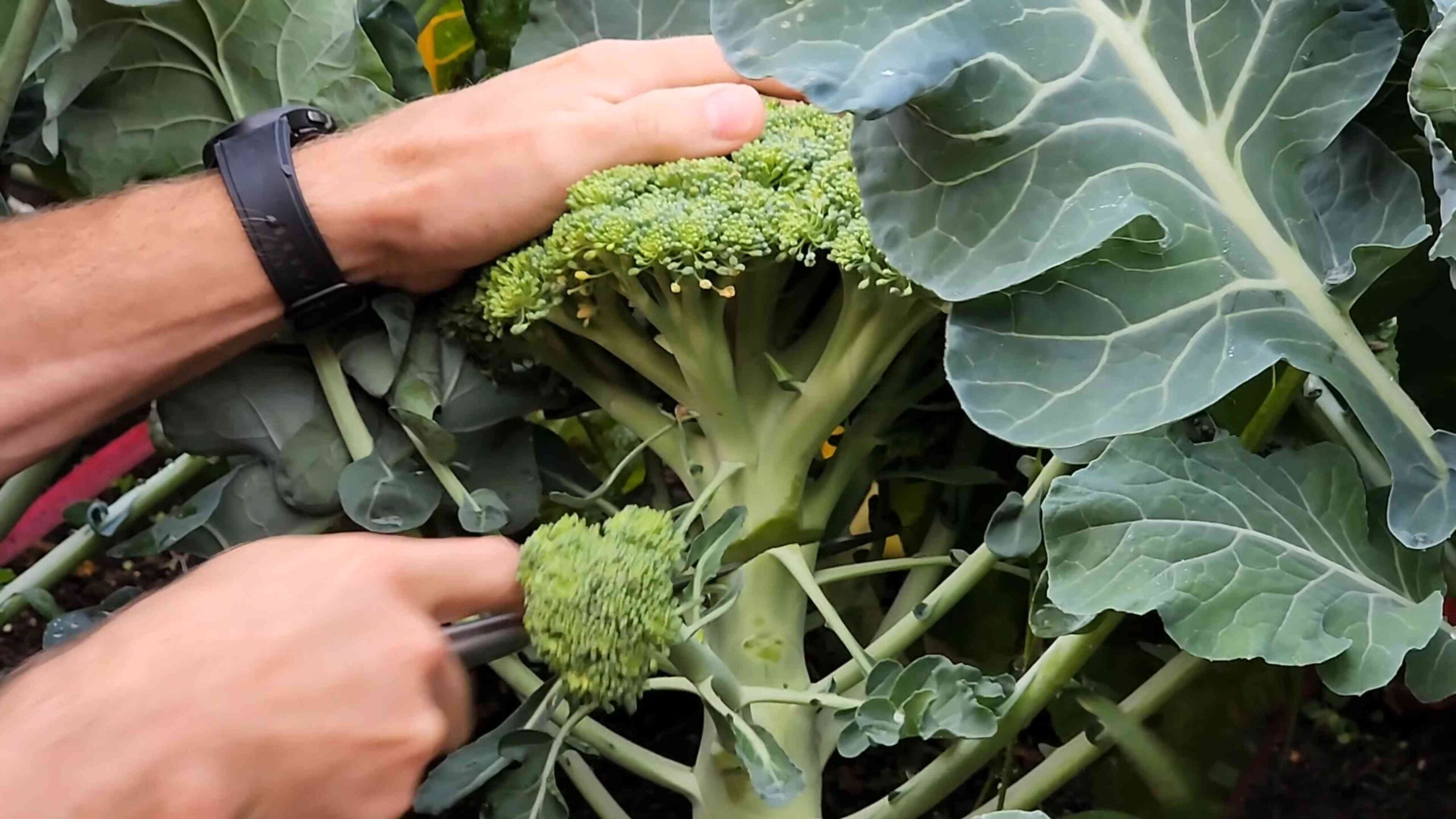 Growing broccoli at home