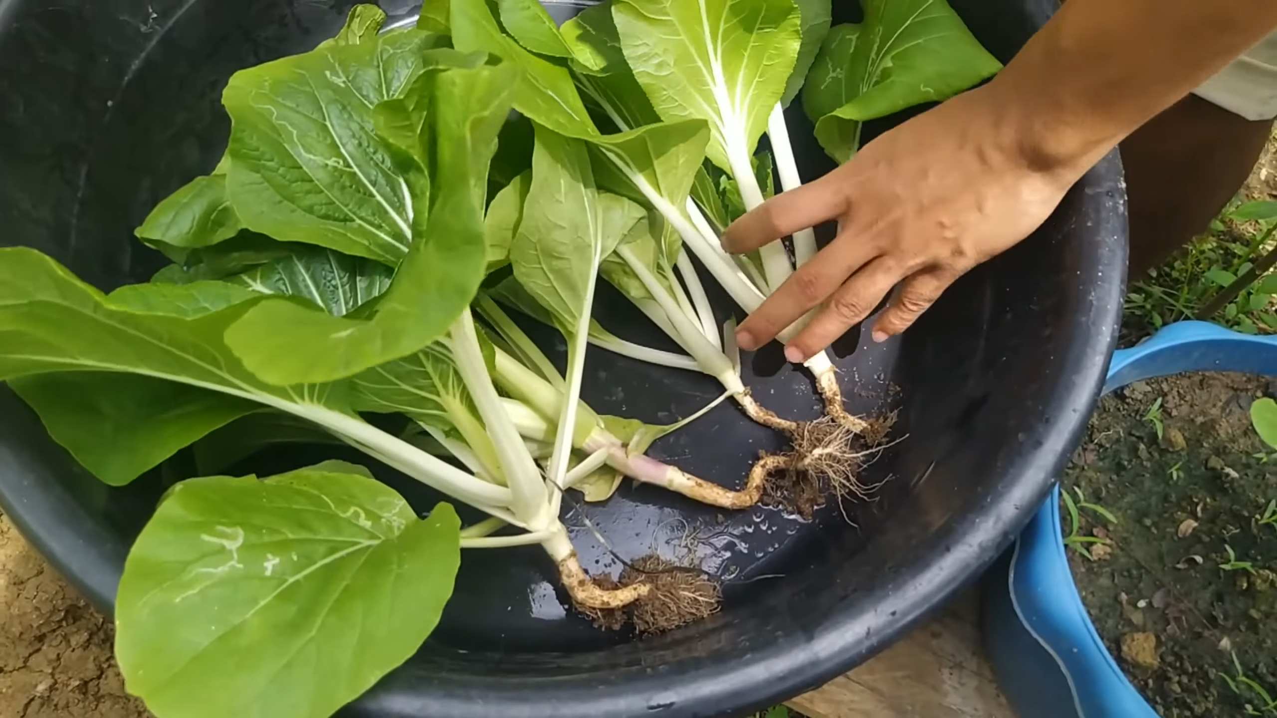 Pechay Pot Gardening Beginners