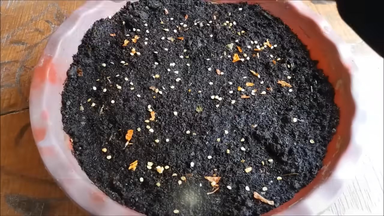 Grow Bird's Eye Chili