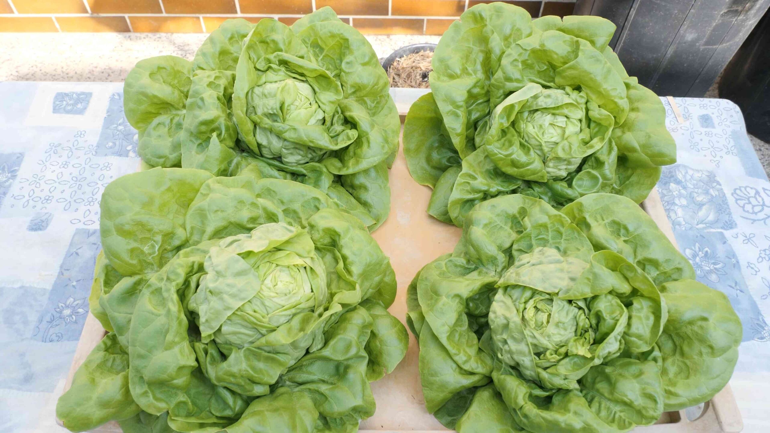 Growing Lettuce in Containers