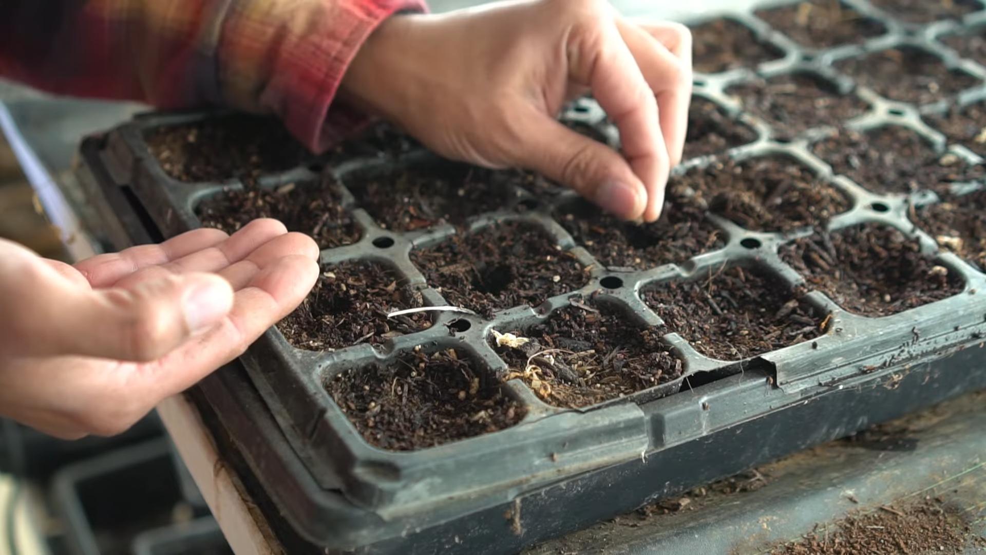 Grow Eggplants Successfully
