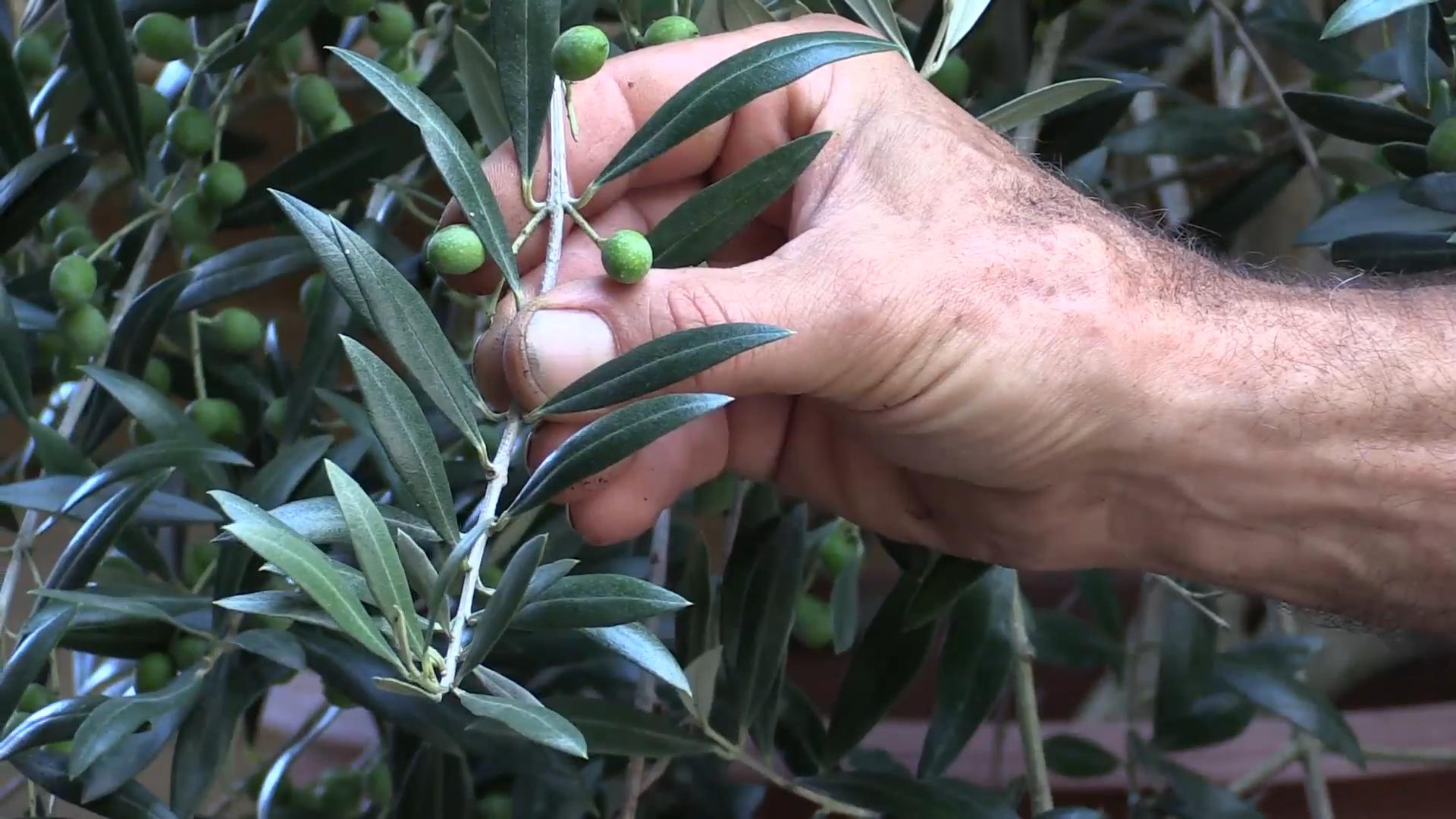 Growing Table Olives