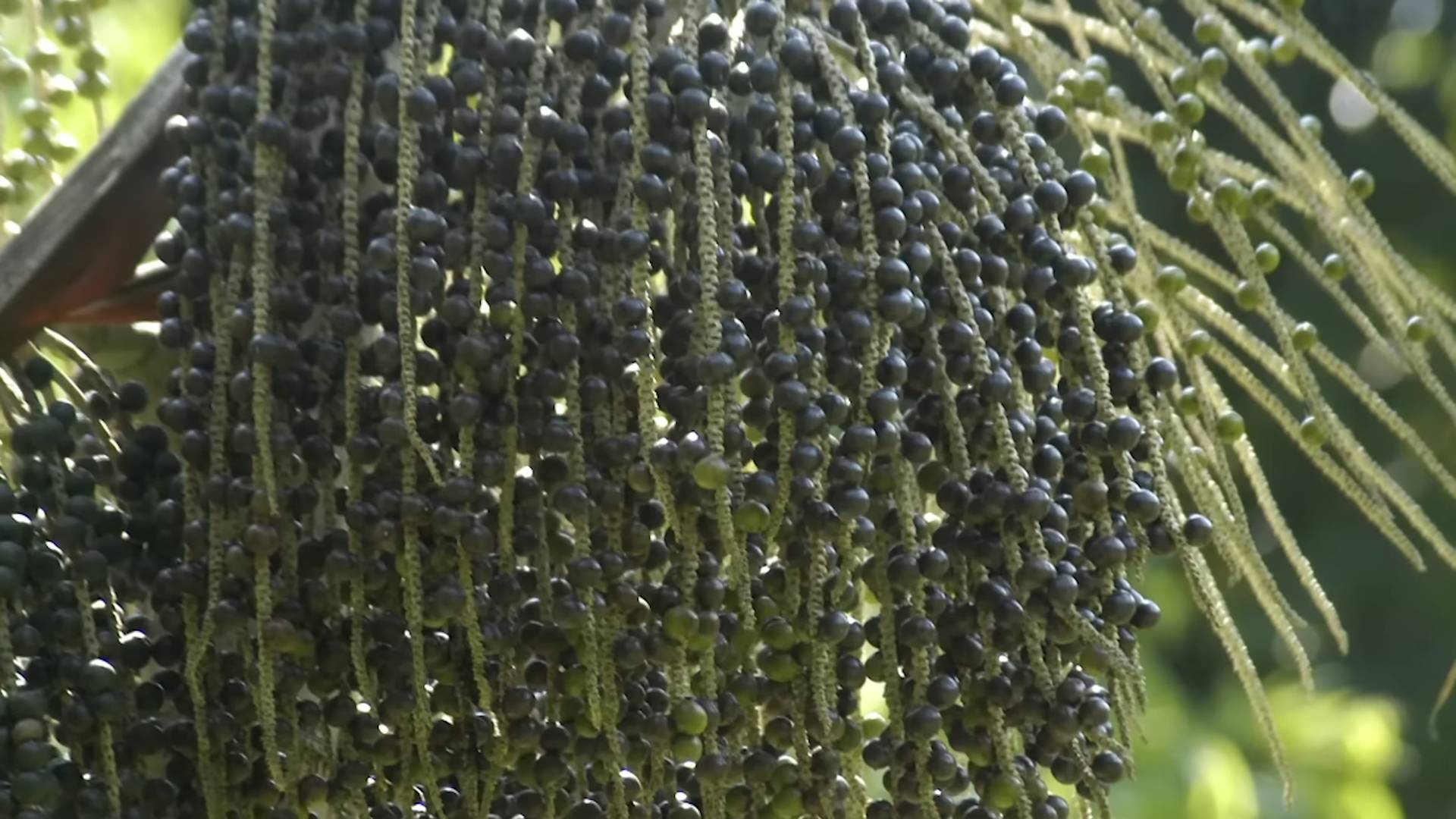 Grow Acai Berries at Home
