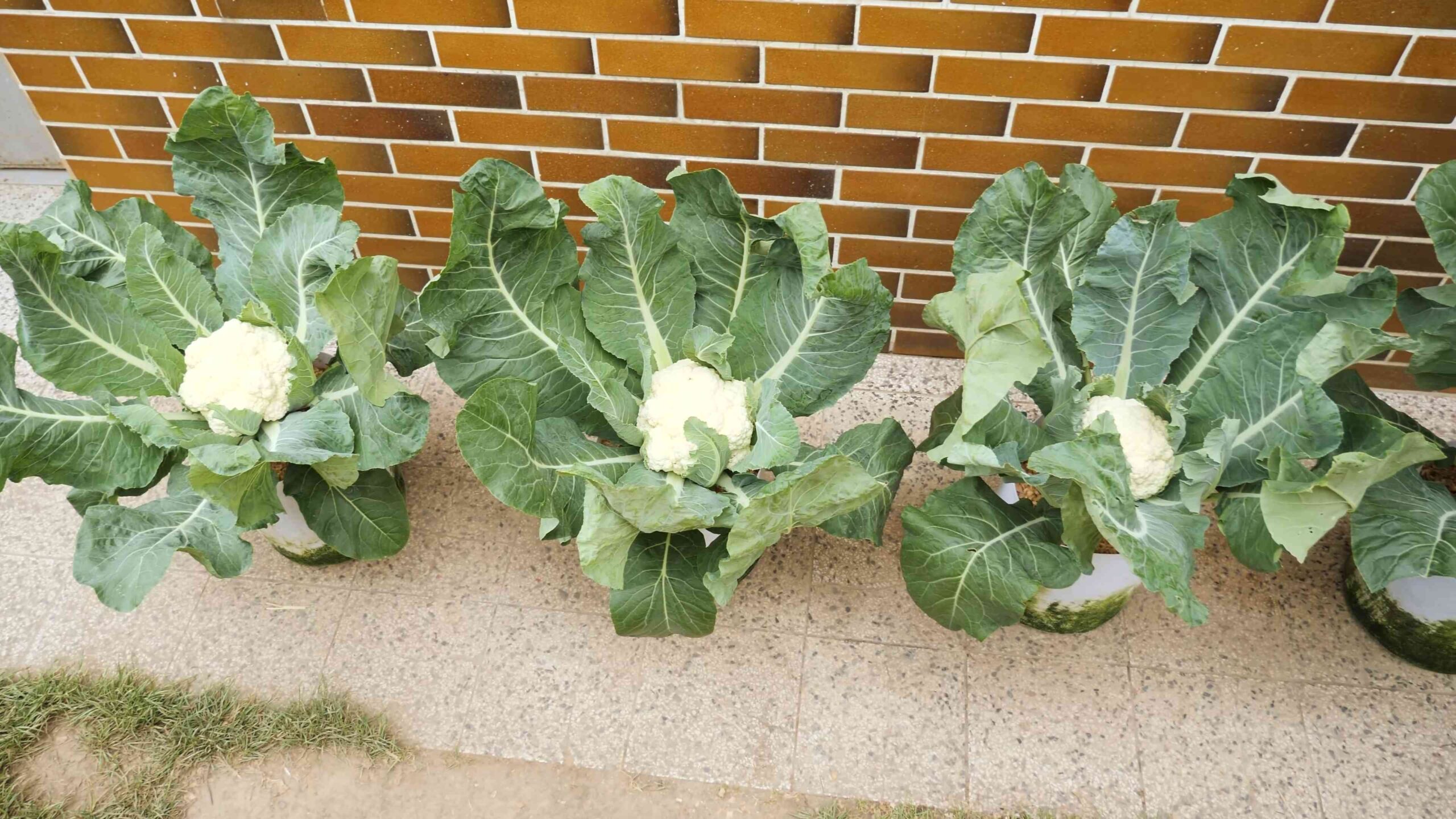 Growing Cauliflower Step by Step