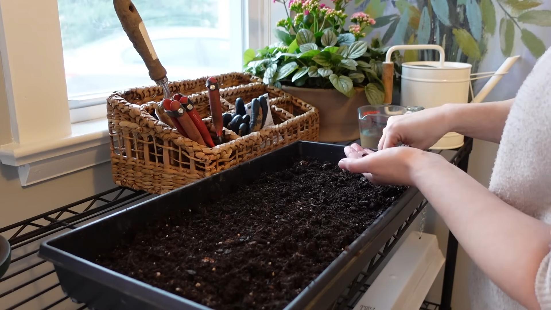Grow Anemones at Home