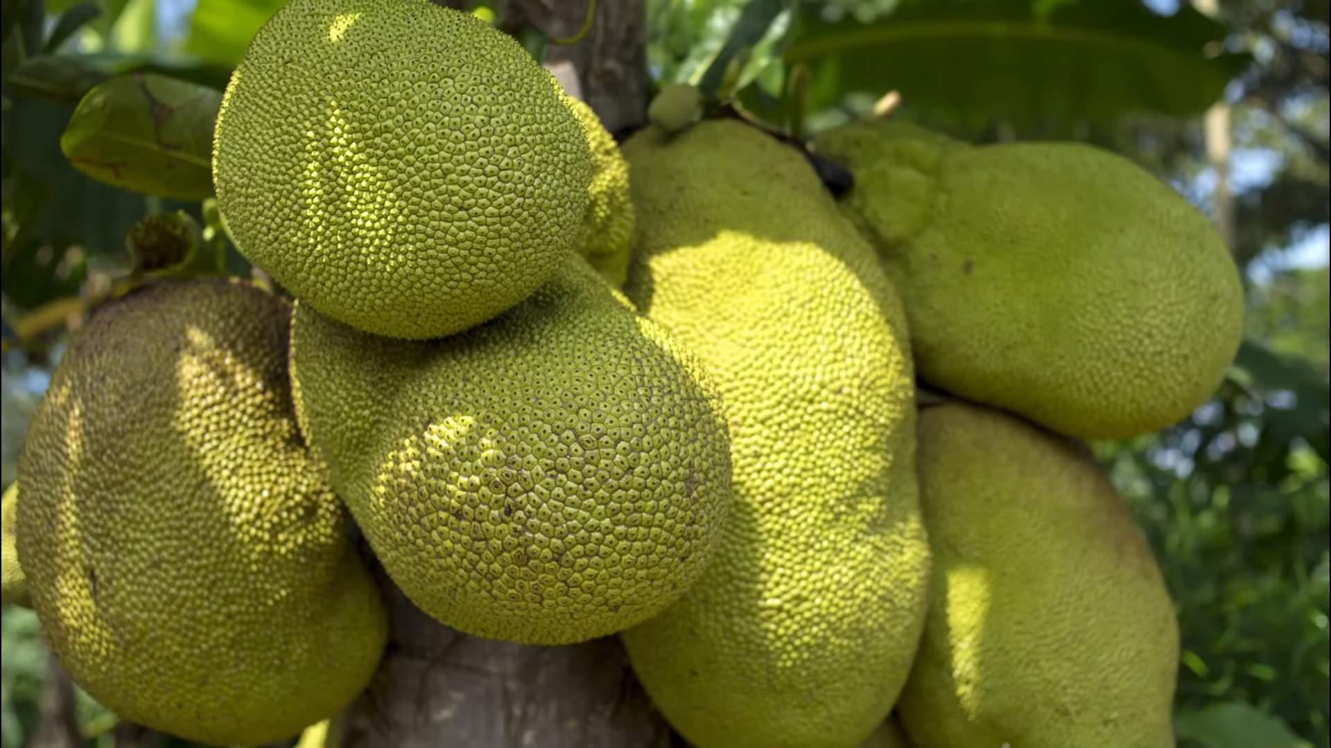 Grow Jackfruit Tree Backyard