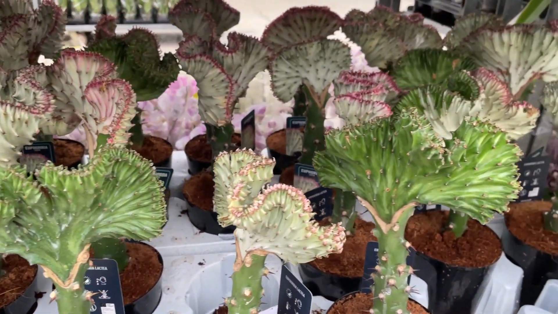 Growing Coral Cactus