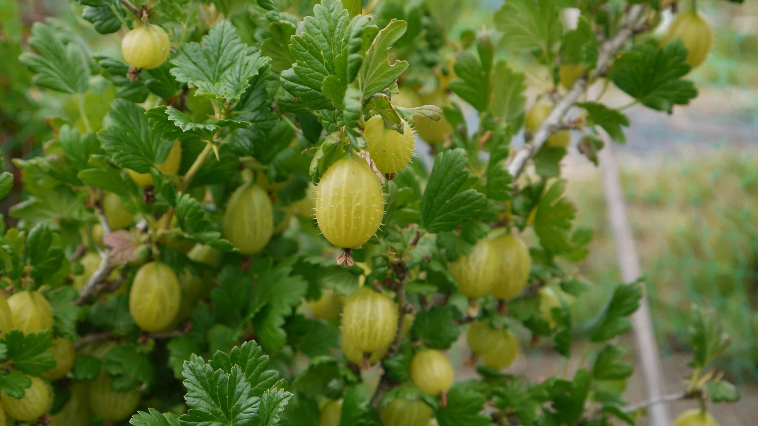 Growing Gooseberries