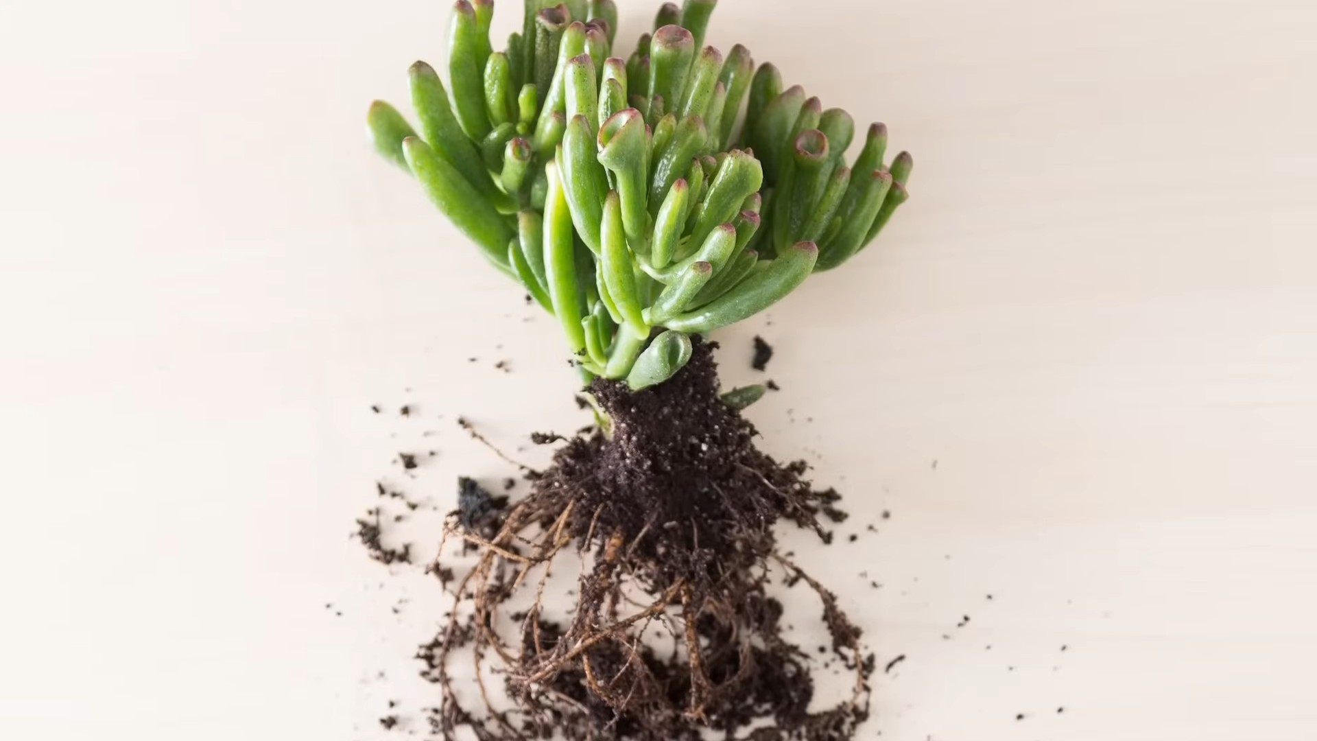Indoor Succulent Garden Beginners