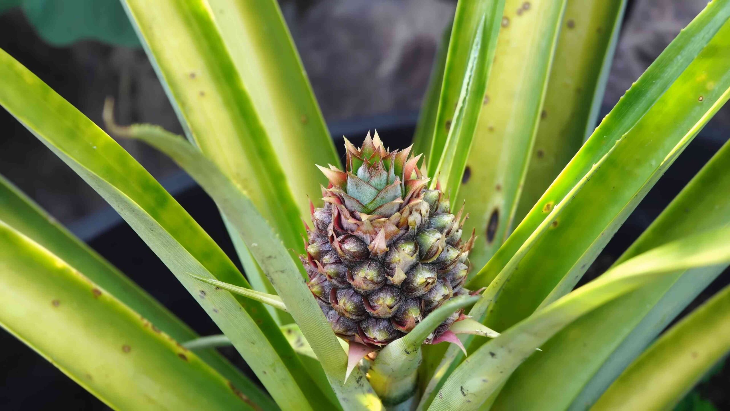 Growing pineapples in containers