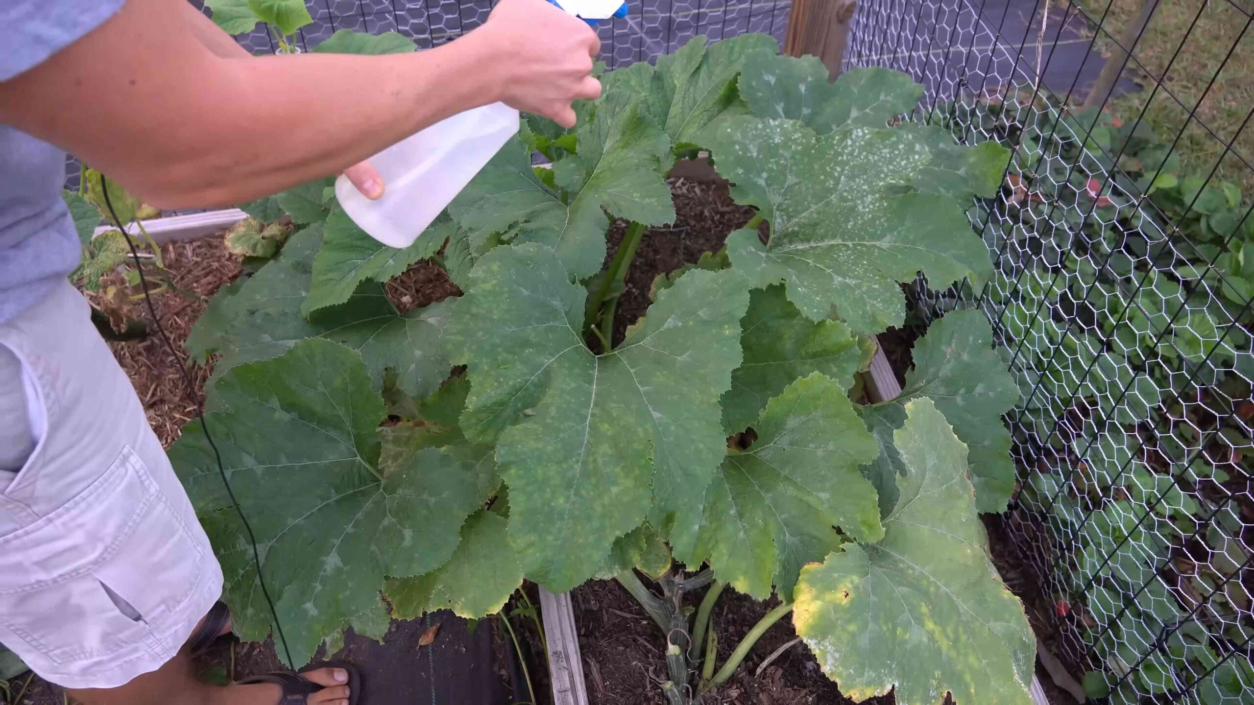 Hydrogen Peroxide Powdery Mildew