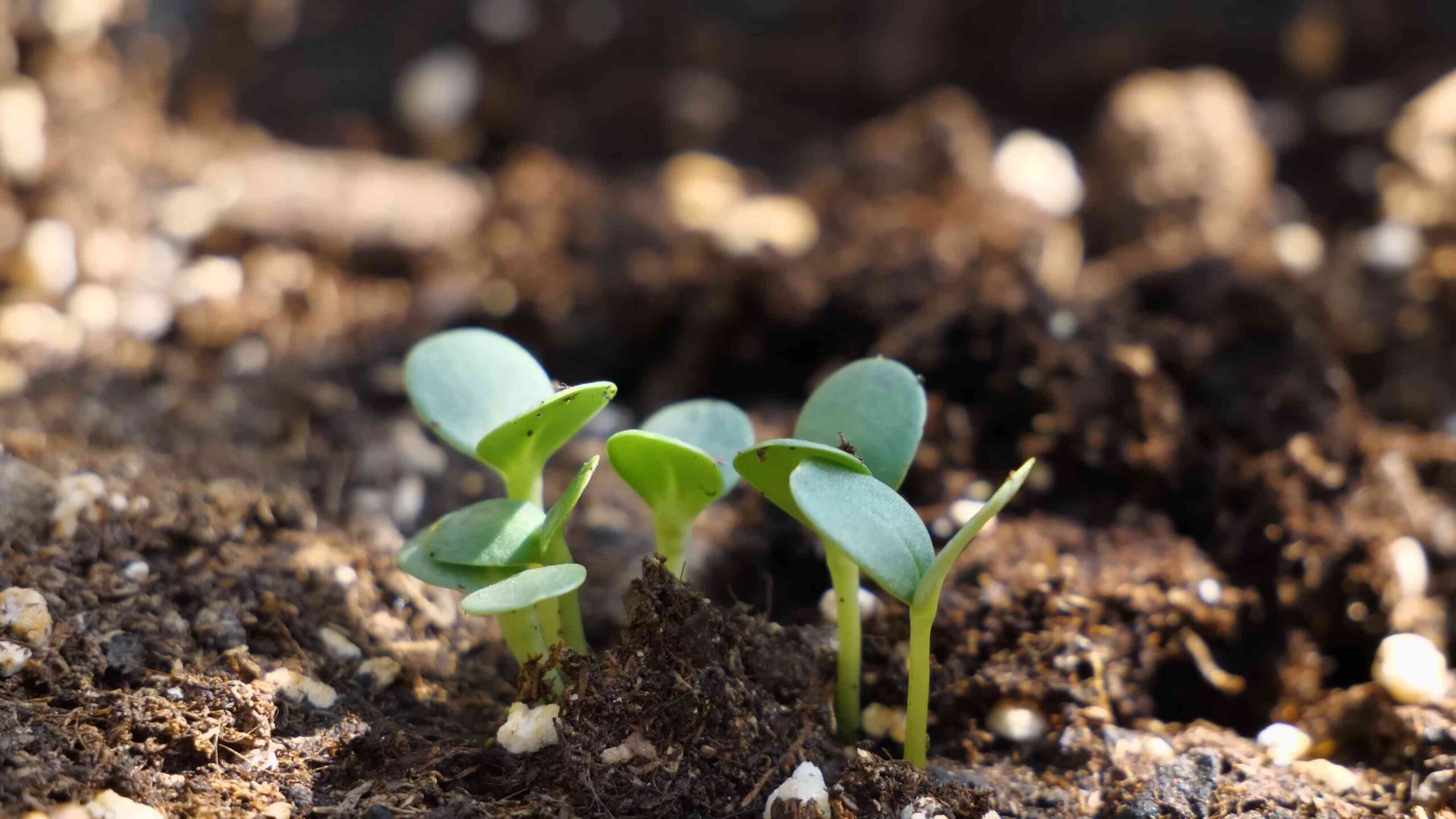 Start Zinnias from Seeds