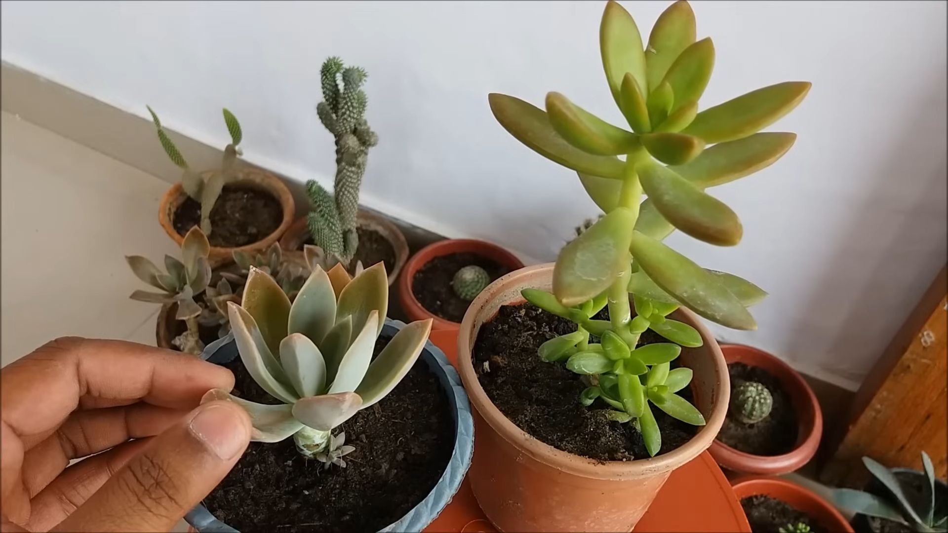 Growing Violets at Home